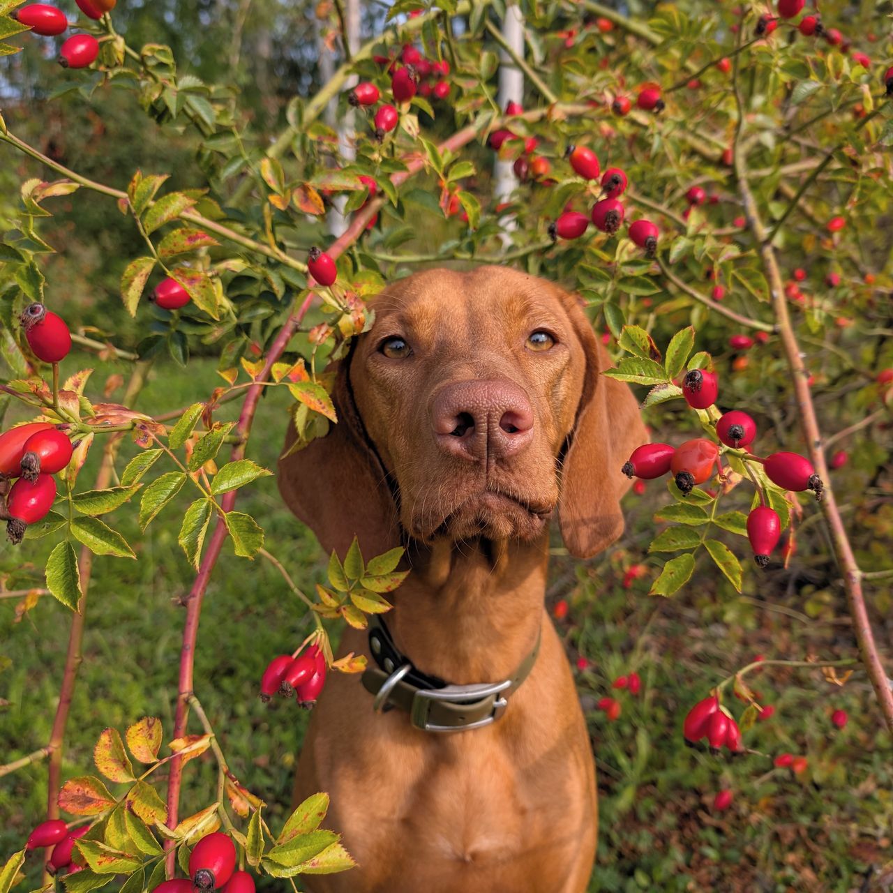Soutěžní fotografie - Bonie Ginger od Svinařské roklinky,  Maďarský ohař krátkosrstý