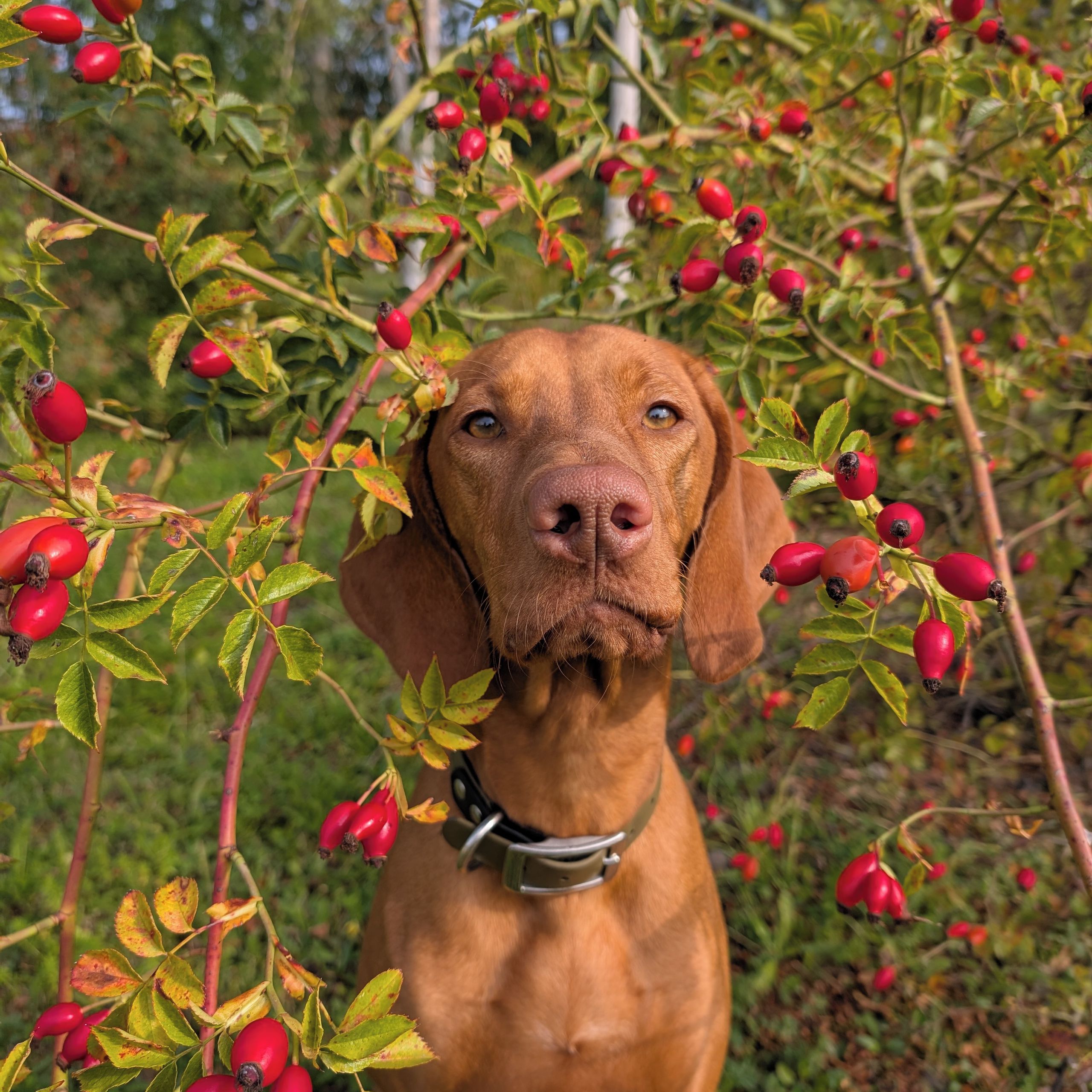 Soutěžní fotografie - Bonie Ginger od Svinařské roklinky,  Maďarský ohař krátkosrstý
