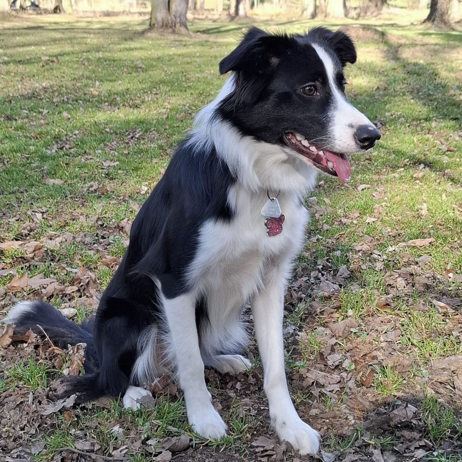 Soutěžní fotografie - Bailey,  Border kolie