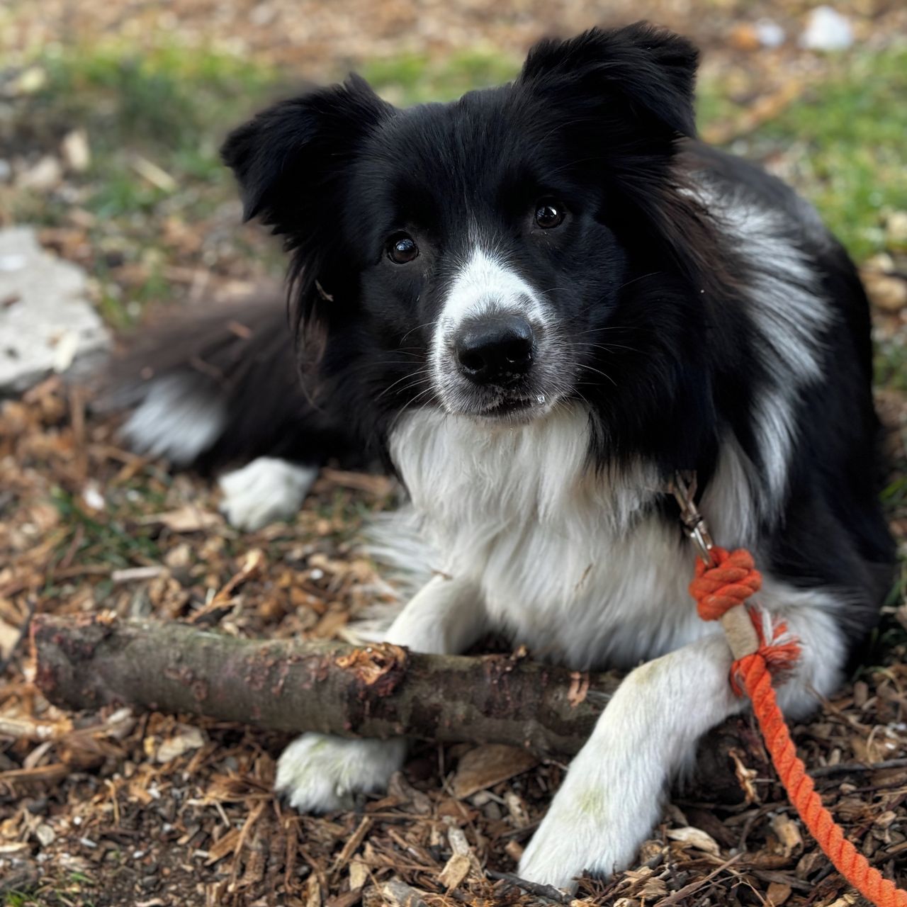 Soutěžní fotografie - Monza,  Border kolie