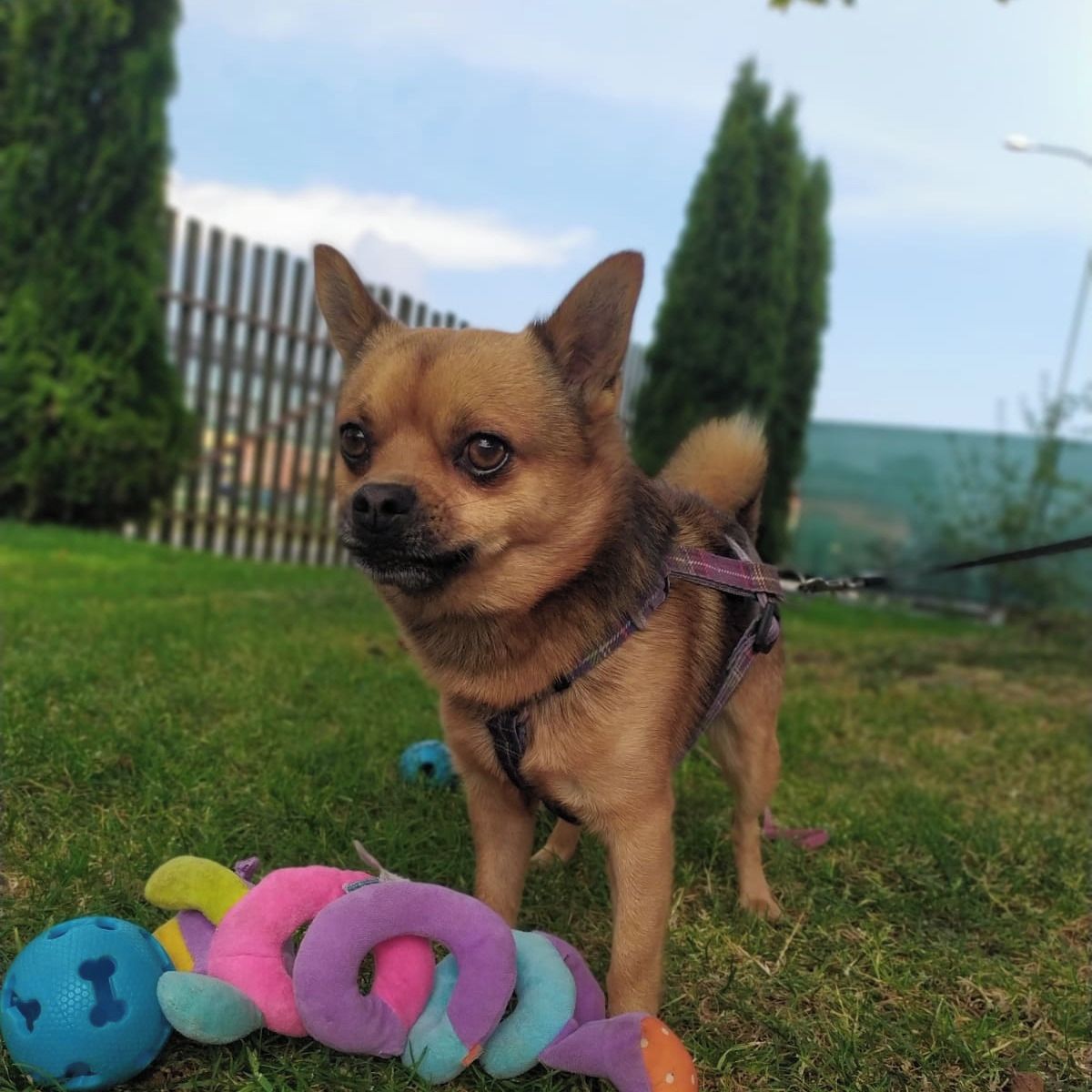 Soutěžní fotografie - Hugo,  Ostatní