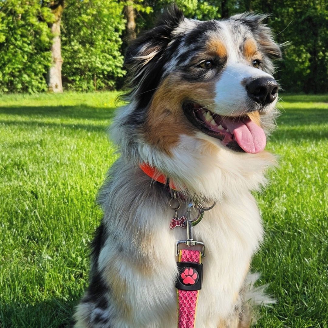 Soutěžní fotografie - Ruby,  Australský ovčák