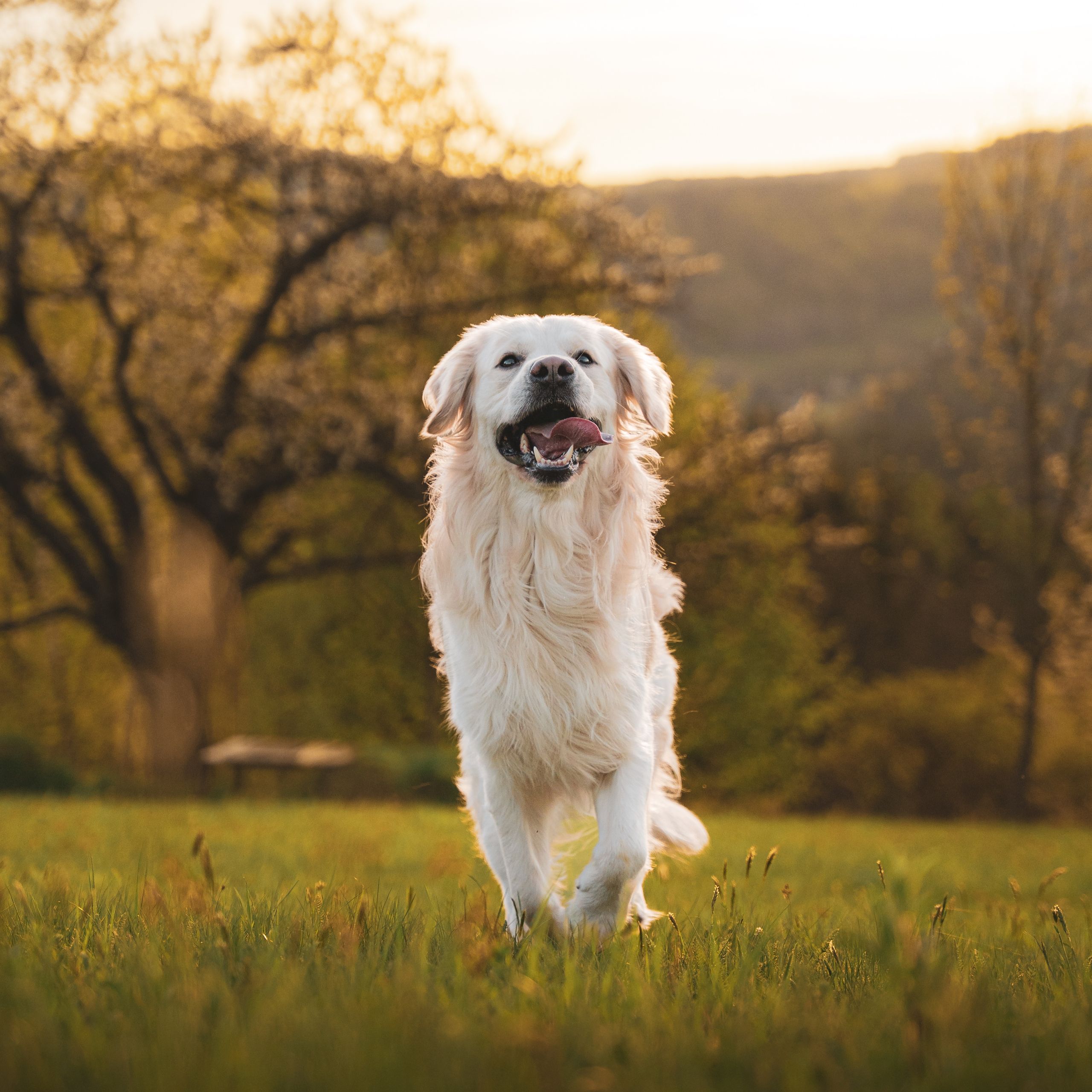 Soutěžní fotografie - Thorin,  Zlatý retriever
