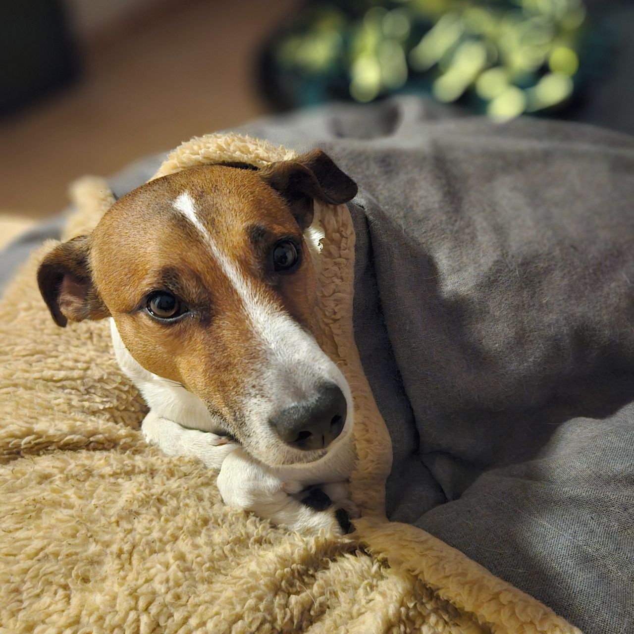Soutěžní fotografie - Kexík,  Jack Russell Teriér