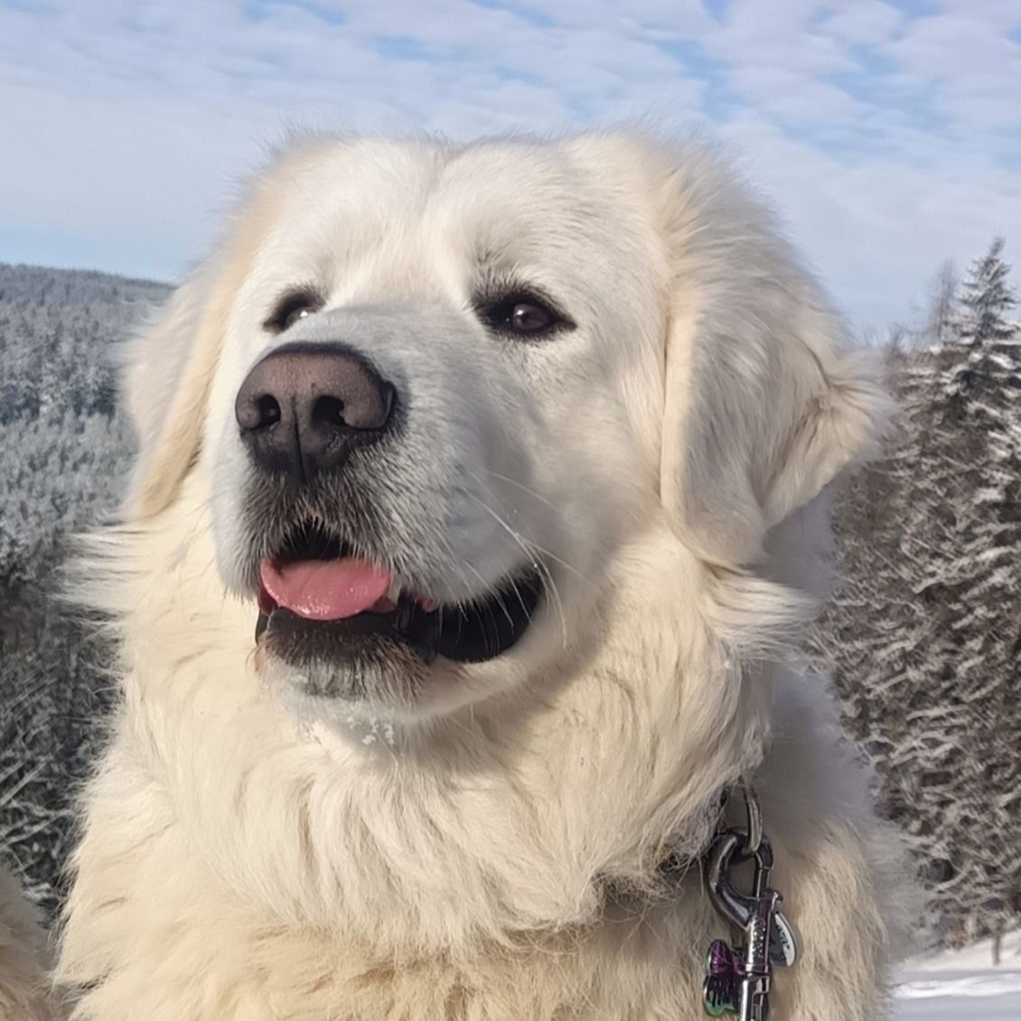 Soutěžní fotografie - Babůn,  Slovenský čuvač