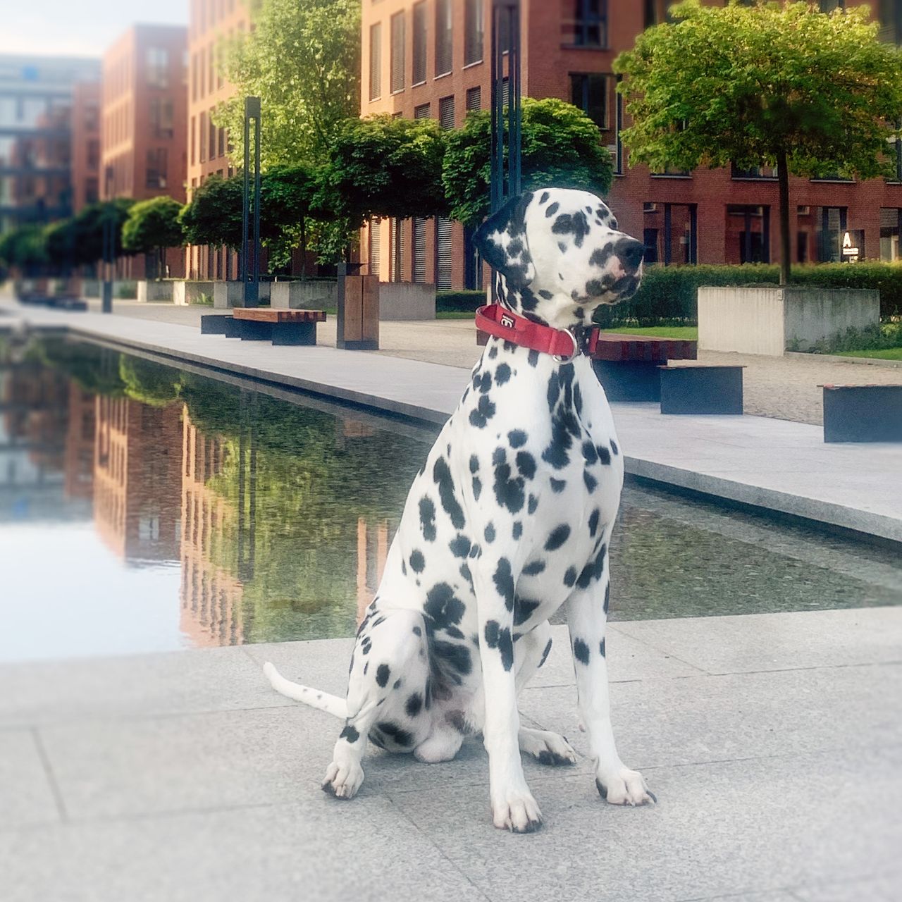 Soutěžní fotografie - Timmi,  Dalmatin