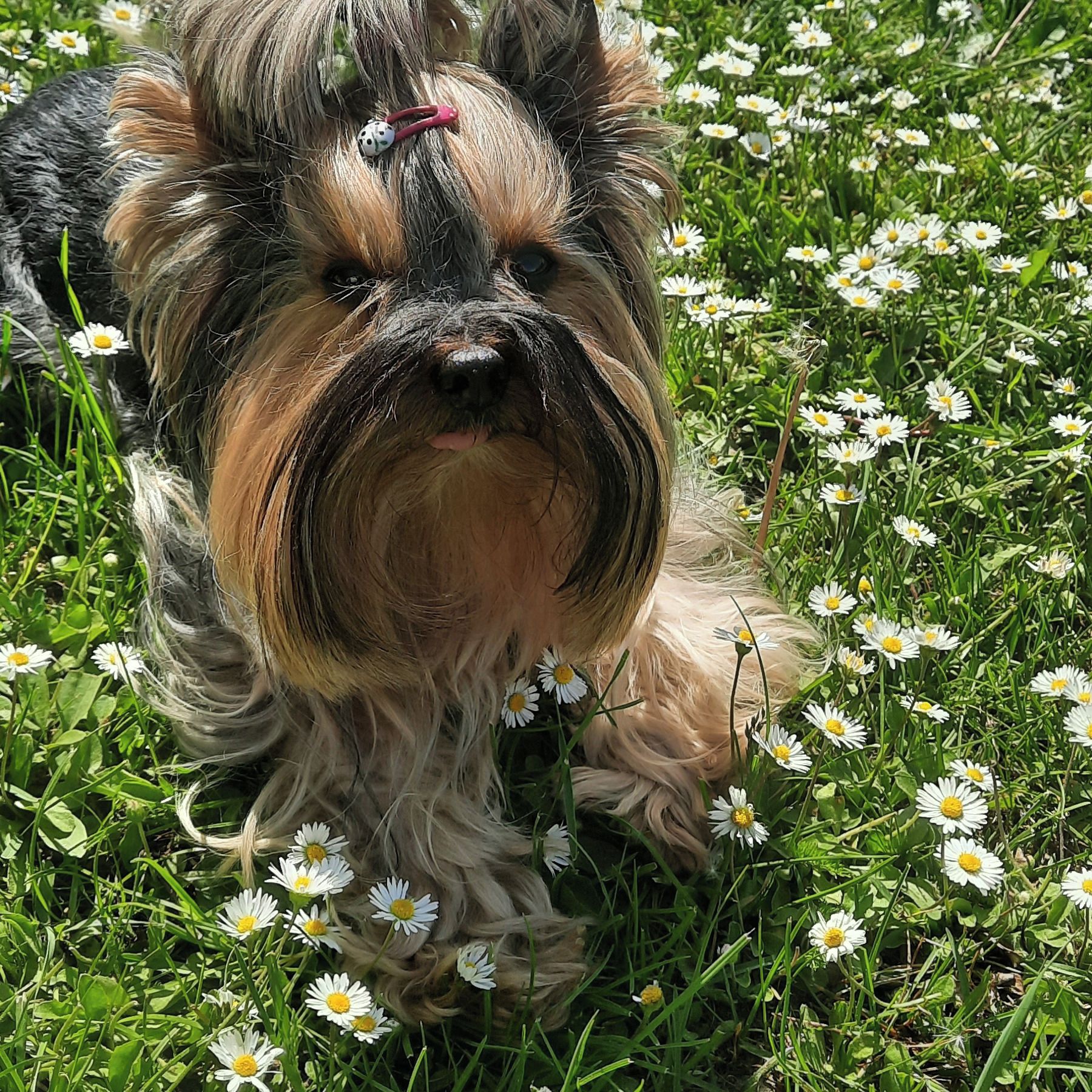 Soutěžní fotografie - NELA,  Yorkšírský terier
