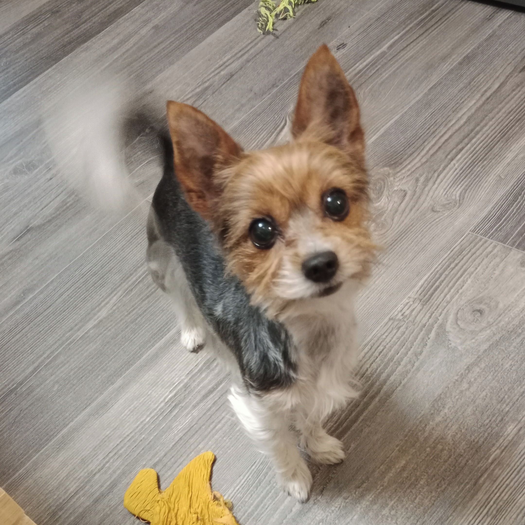 Soutěžní fotografie - Eda,  Yorkšírský terier