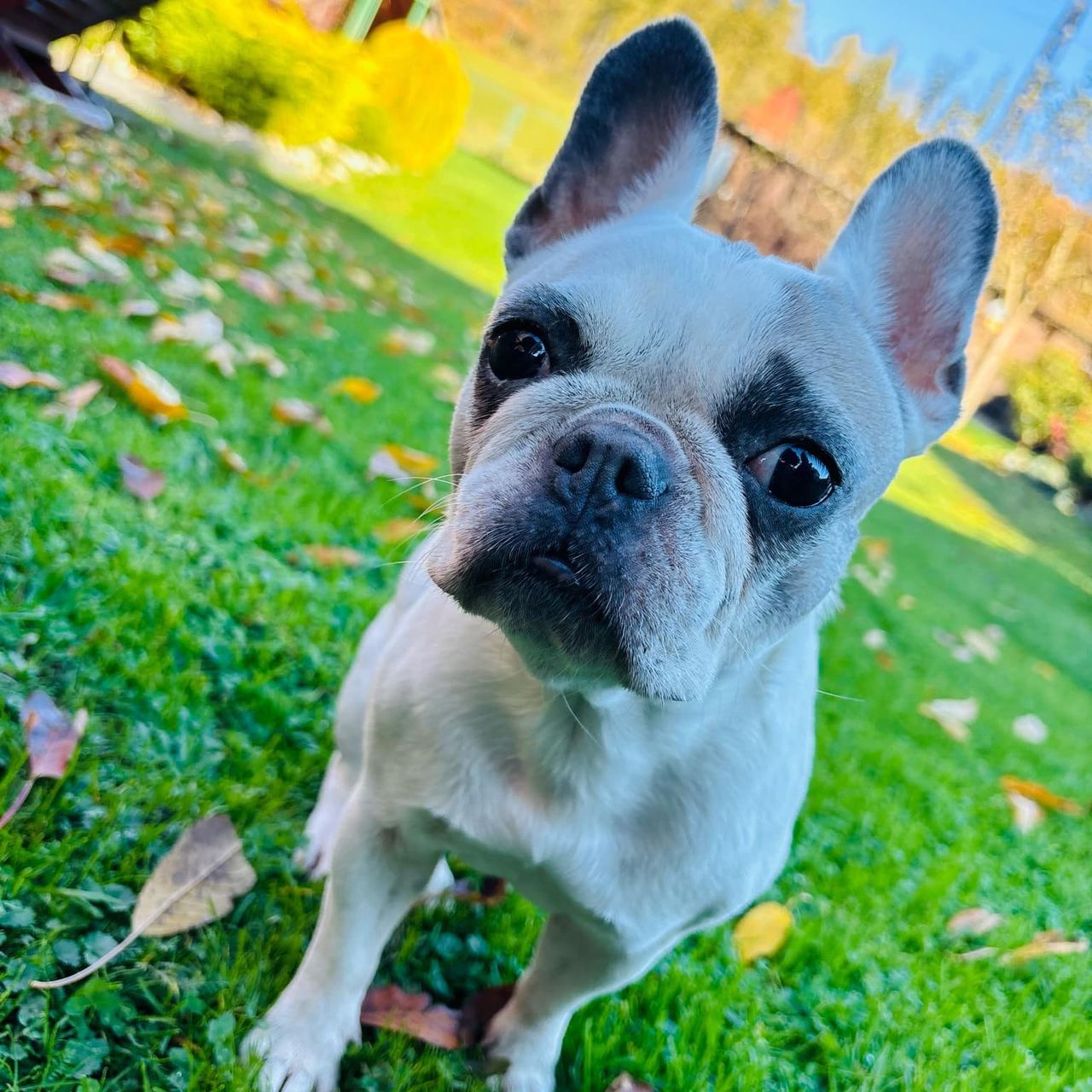 Soutěžní fotografie - Minie,  Francouzský buldoček