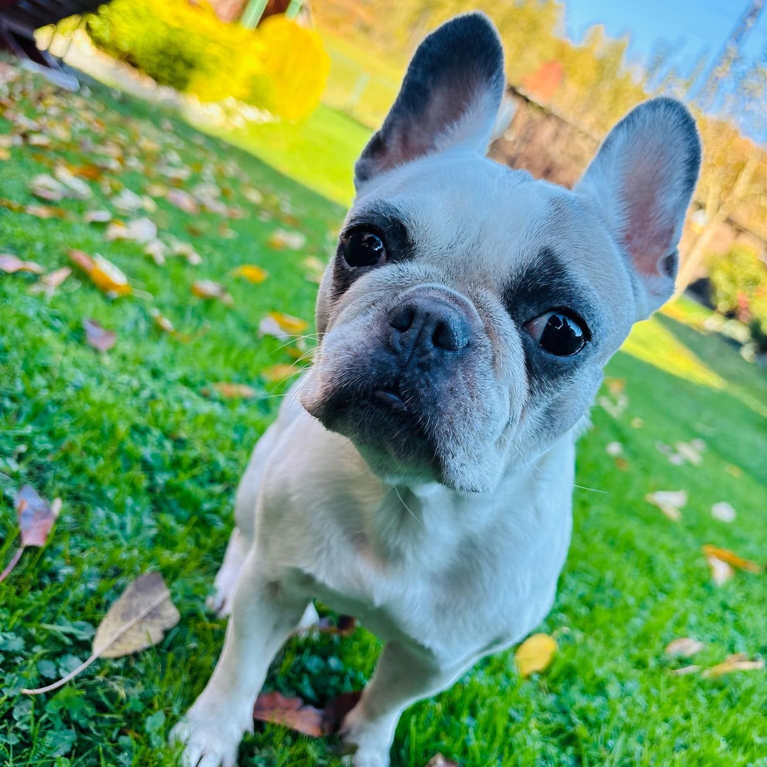 Soutěžní fotografie - Minie,  Francouzský buldoček