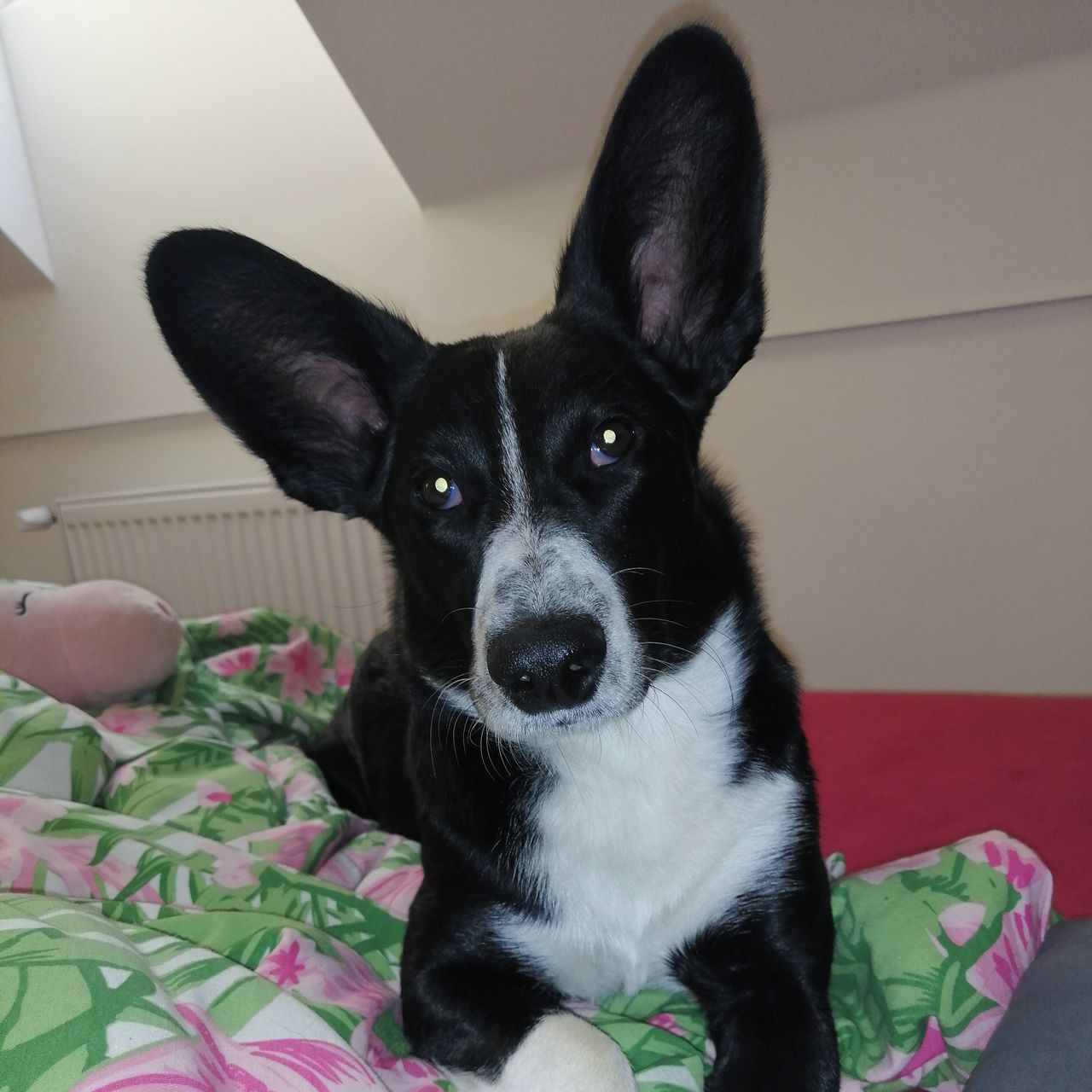 Soutěžní fotografie - Donna,  Ostatní