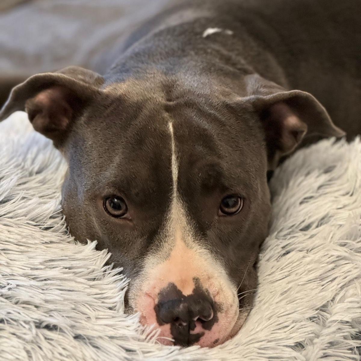 Soutěžní fotografie - Mia,  Americký stafordširský terier