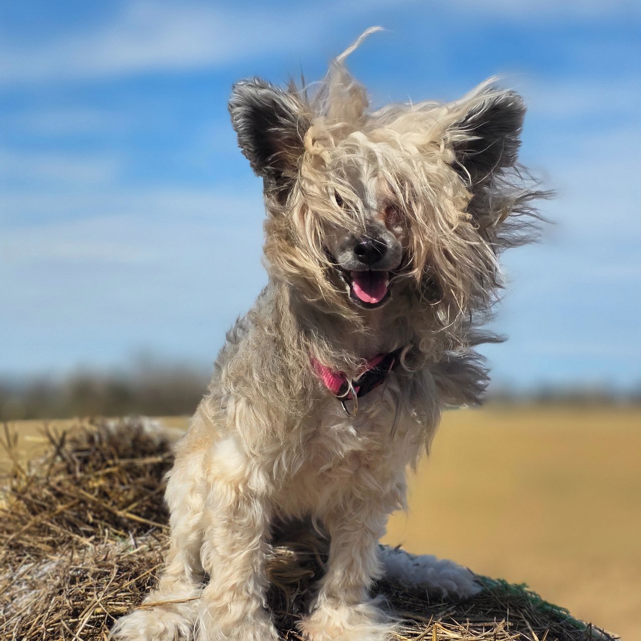 Soutěžní fotografie - Allegra z Kamilova dvora,  Čínský chocholatý pes