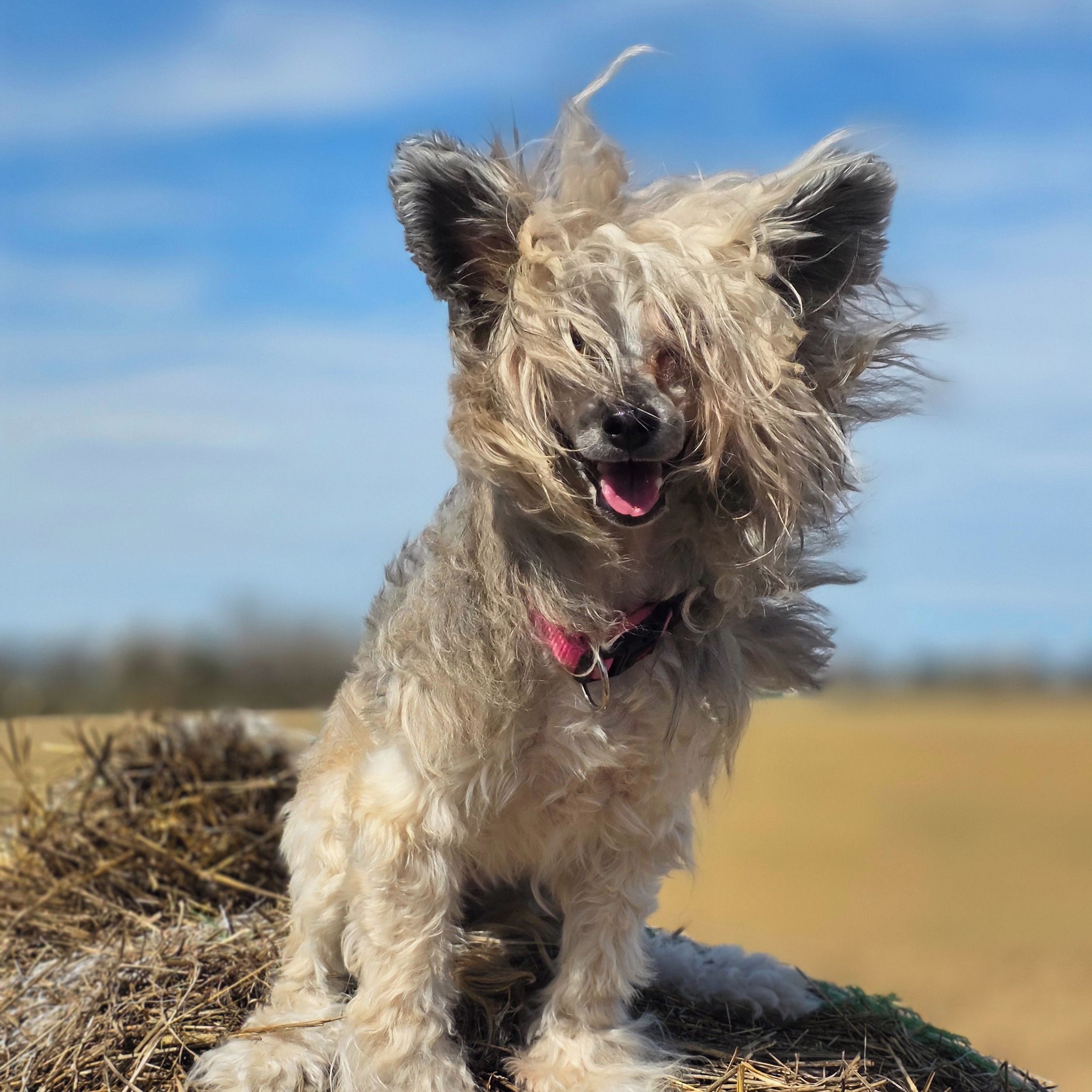 Soutěžní fotografie - Allegra z Kamilova dvora,  Čínský chocholatý pes