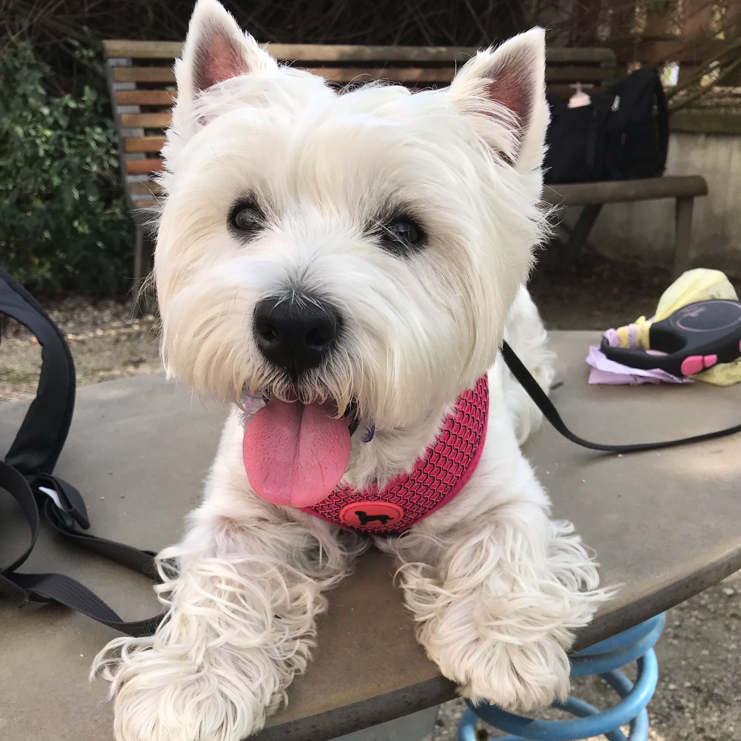 Soutěžní fotografie - Ashley,  West Highland White Terrier