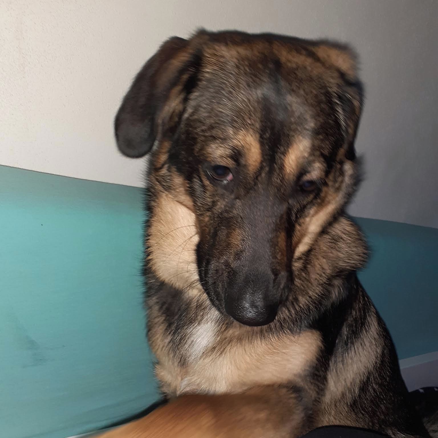 Soutěžní fotografie - Charlie,  Ostatní