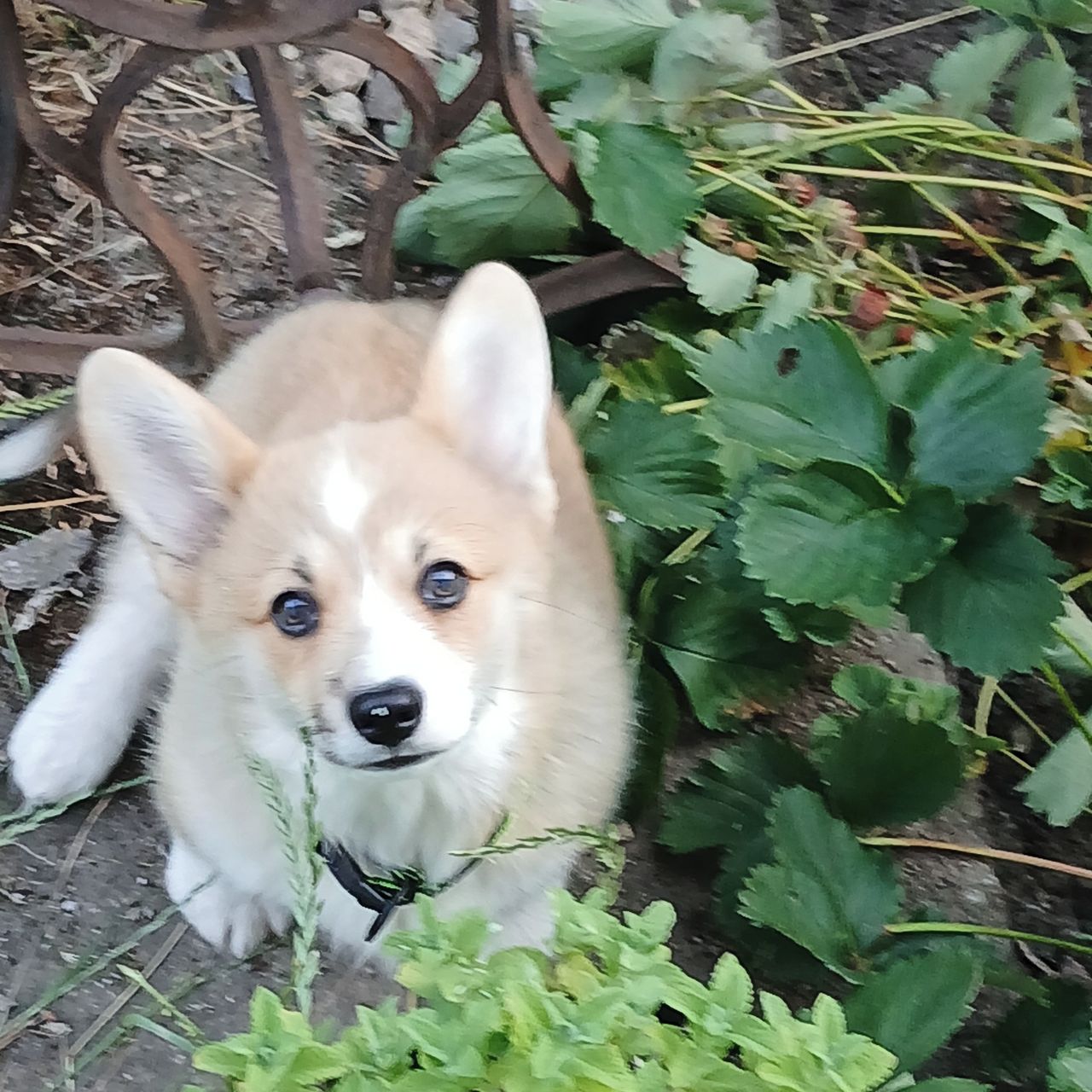 Soutěžní fotografie - FIBIE,  Welsh Corgi Pembroke