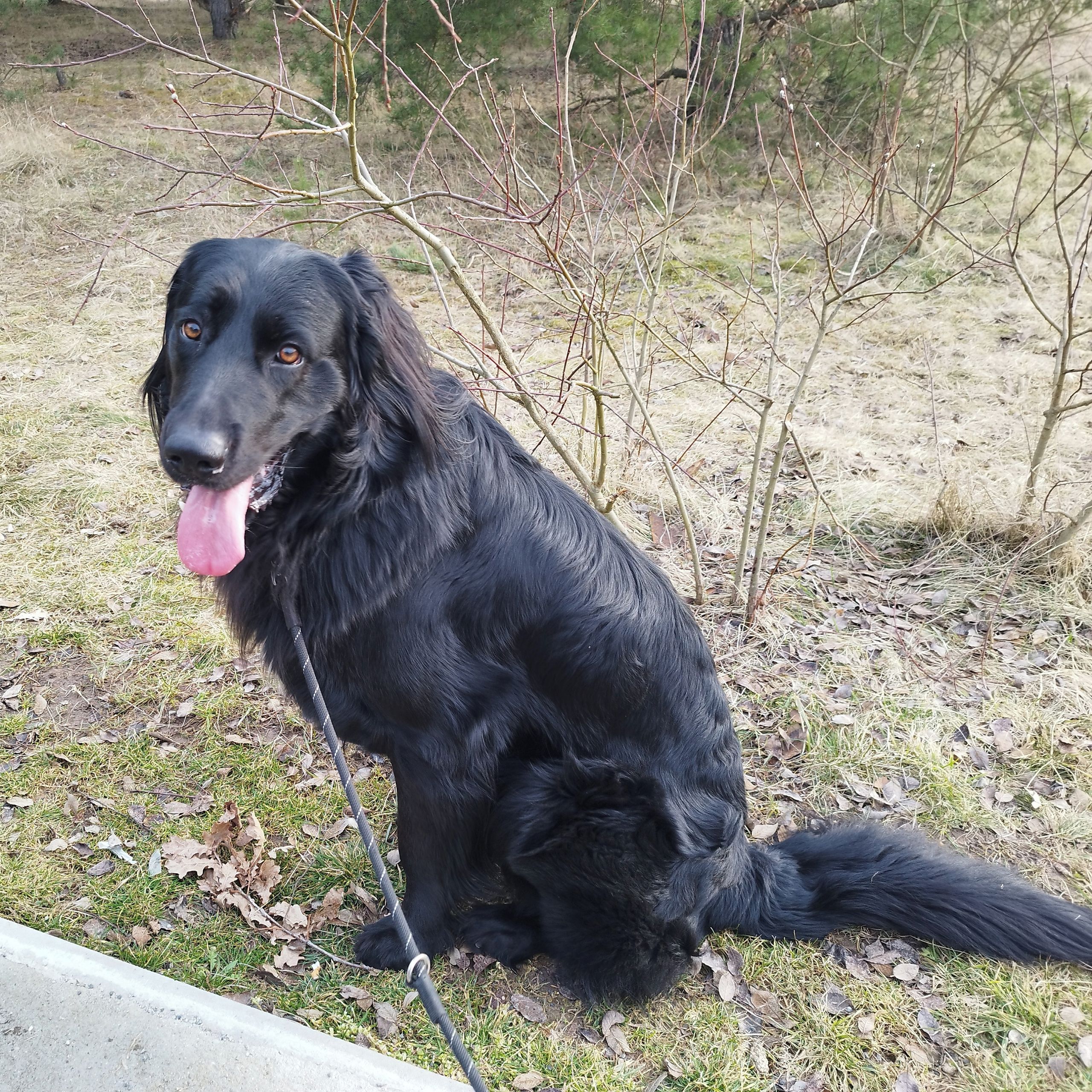 Soutěžní fotografie - Bali,  Hovawart