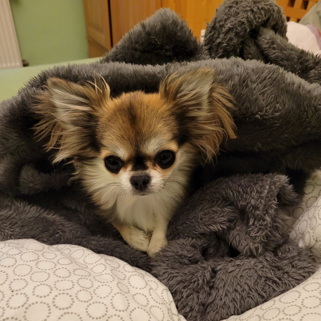 Soutěžní fotografie - Grischa,  Čivava dlouhosrstá