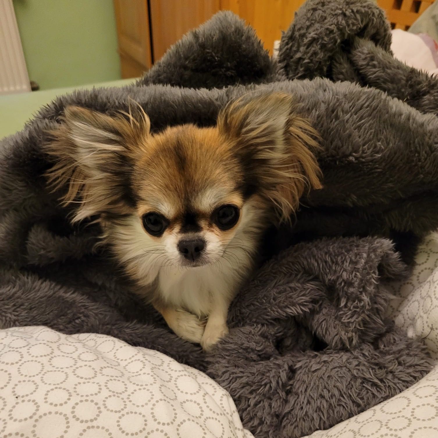 Soutěžní fotografie - Grischa,  Čivava dlouhosrstá