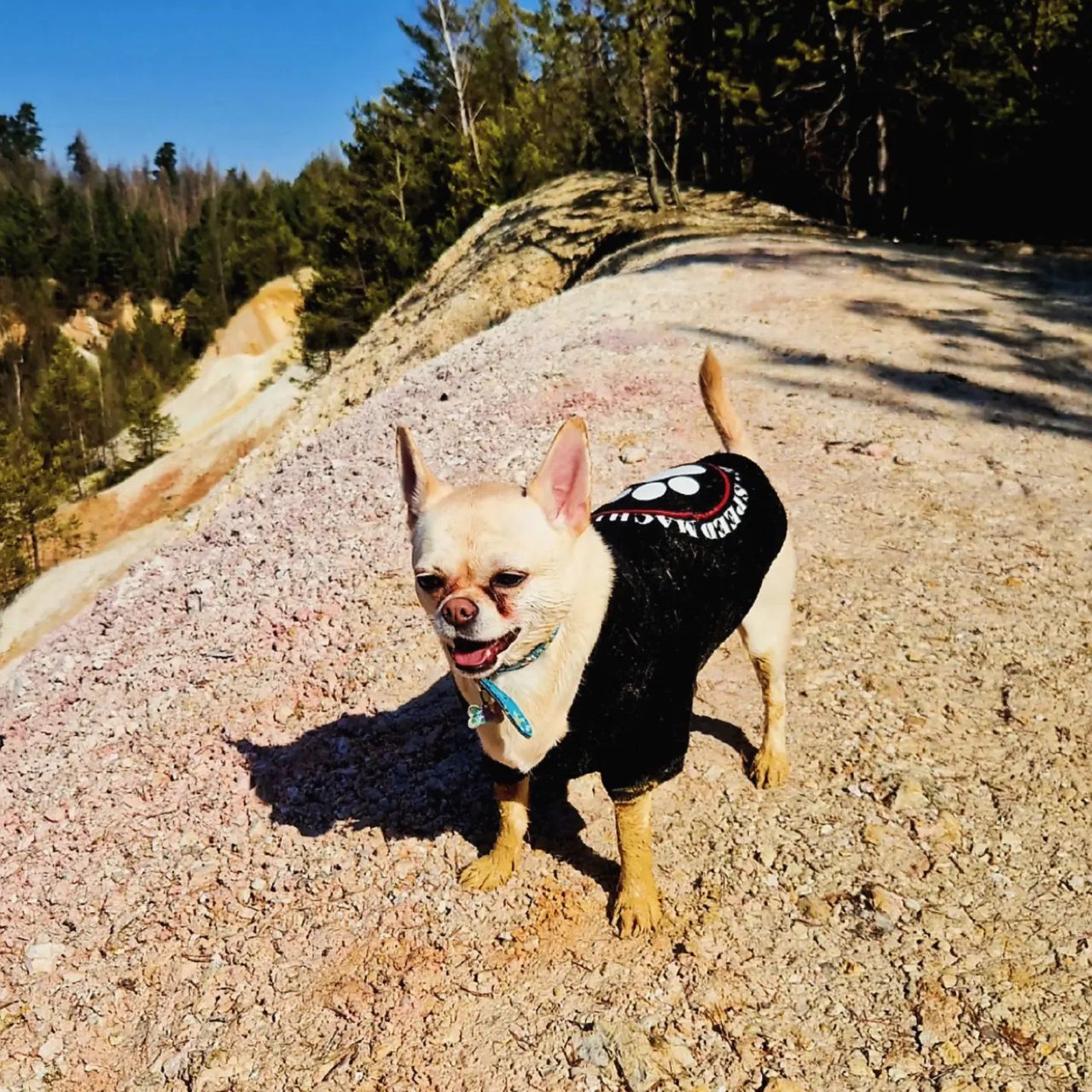 Soutěžní fotografie - Manila,  Čivava krátkosrstá