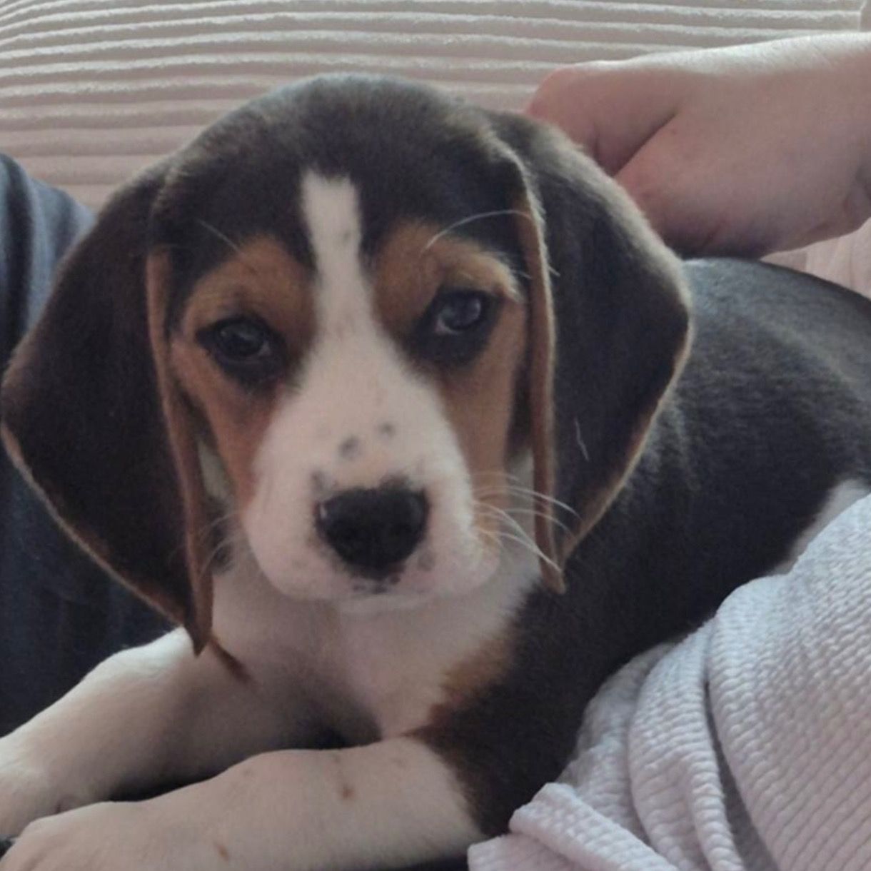 Soutěžní fotografie - Ennie,  Beagle