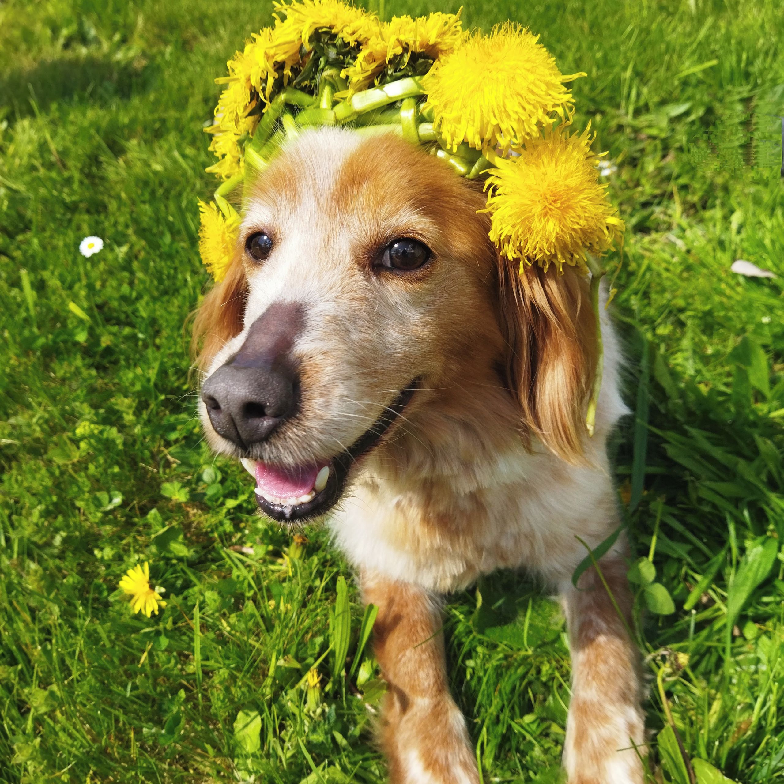 Soutěžní fotografie - Laskyna,  Welššpringršpaněl