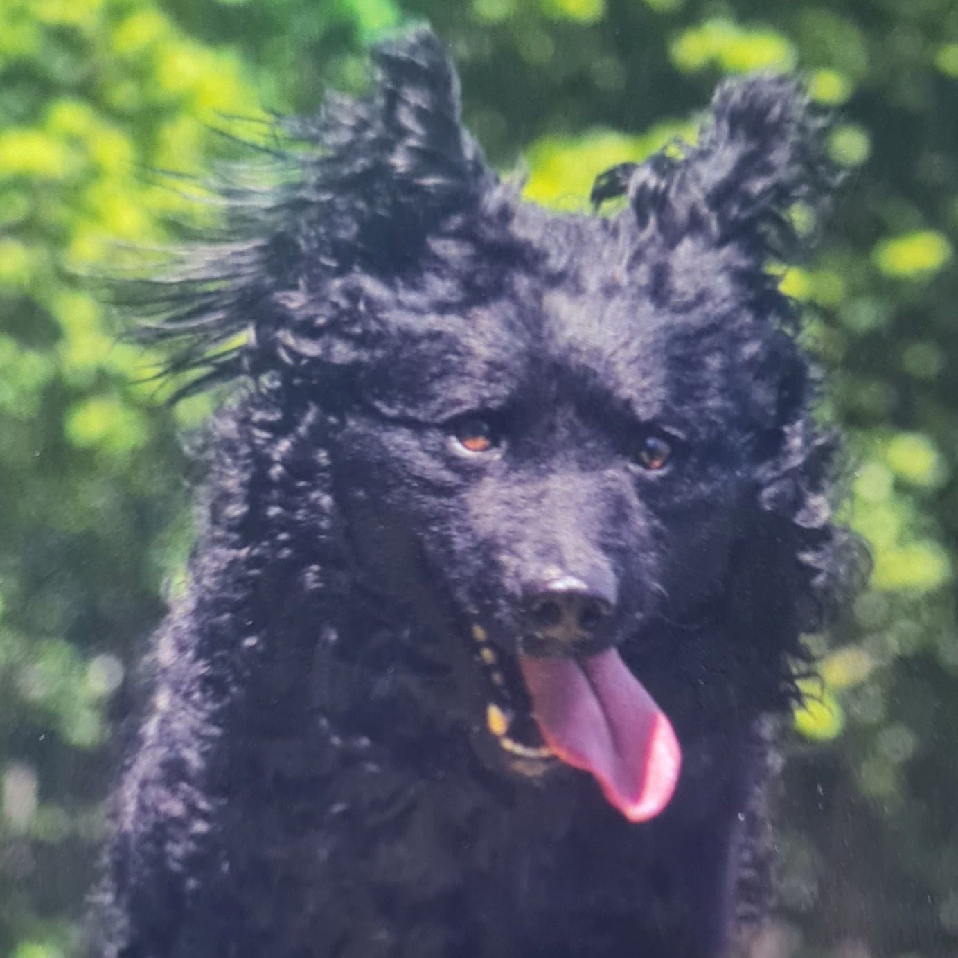 Soutěžní fotografie - Mudy,  Mudi