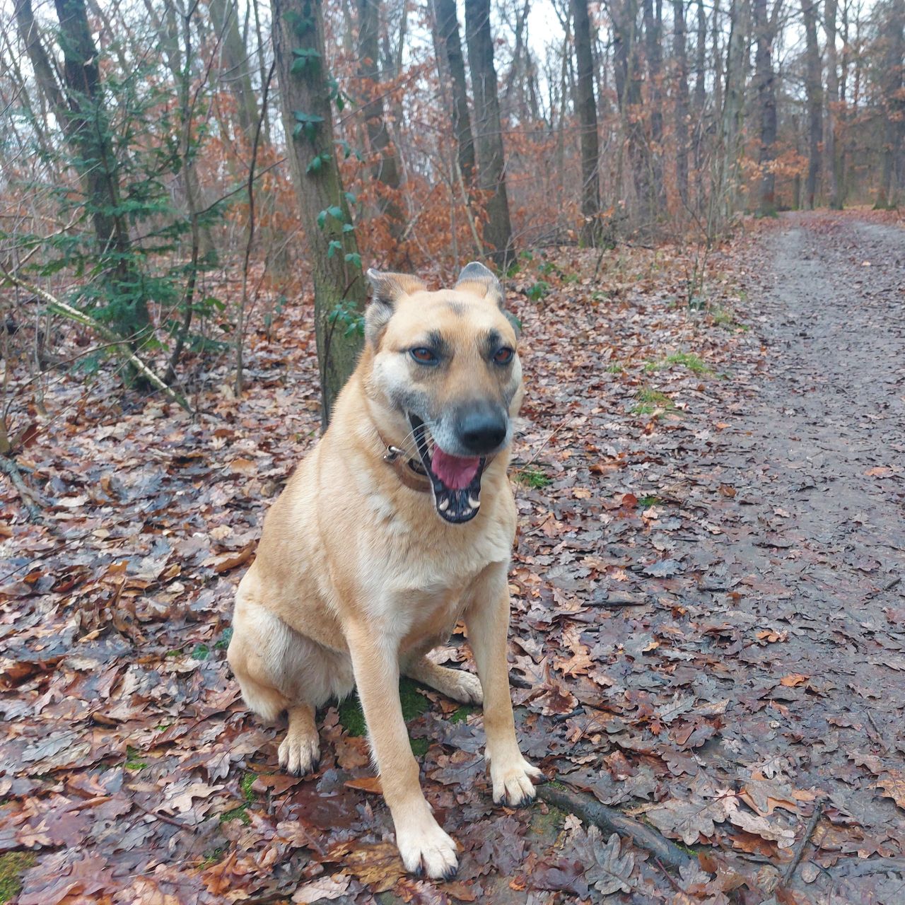 Soutěžní fotografie - Jessie,  Belgický ovčák