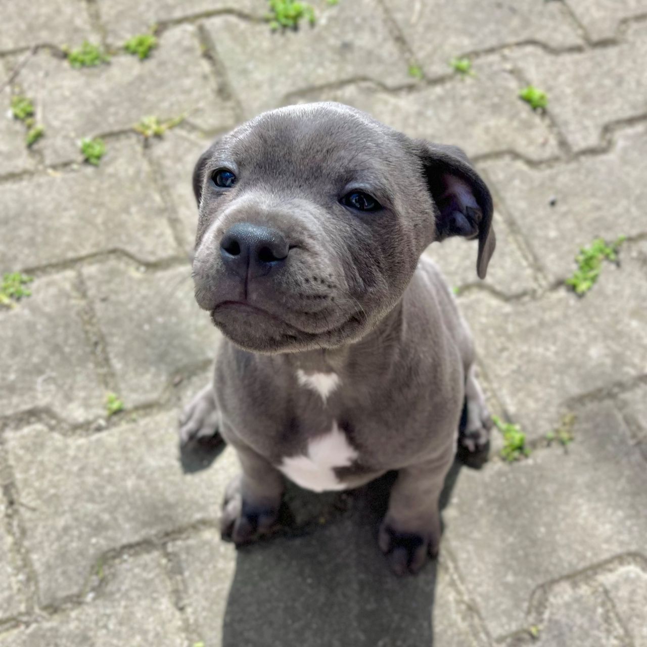 Soutěžní fotografie - Nigiri,  Stafordšírský bullterier