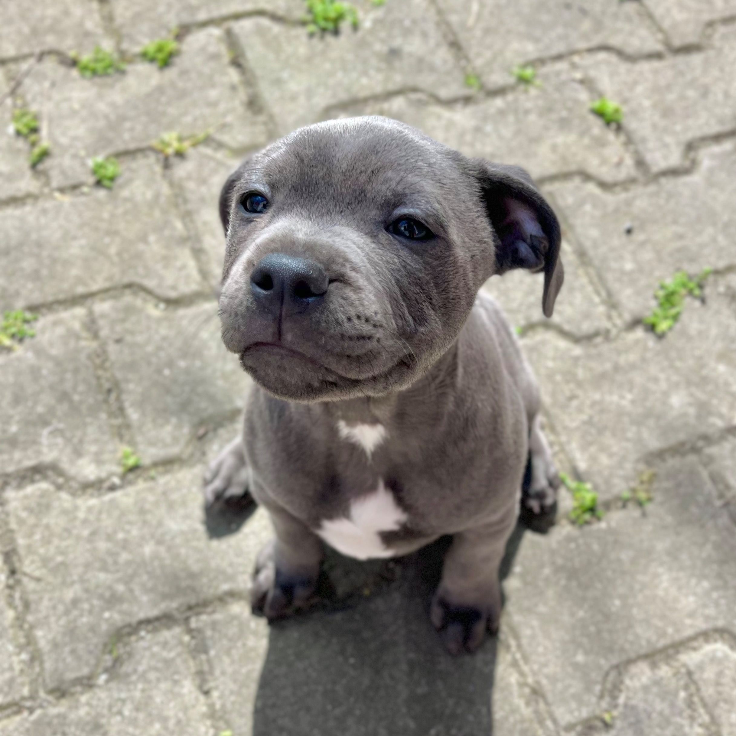 Soutěžní fotografie - Nigiri,  Stafordšírský bullterier