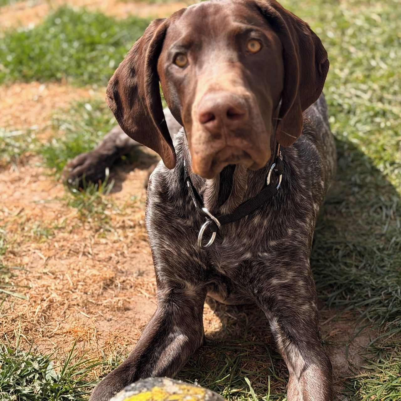 Soutěžní fotografie - Beily,  Německý ohař krátkosrstý