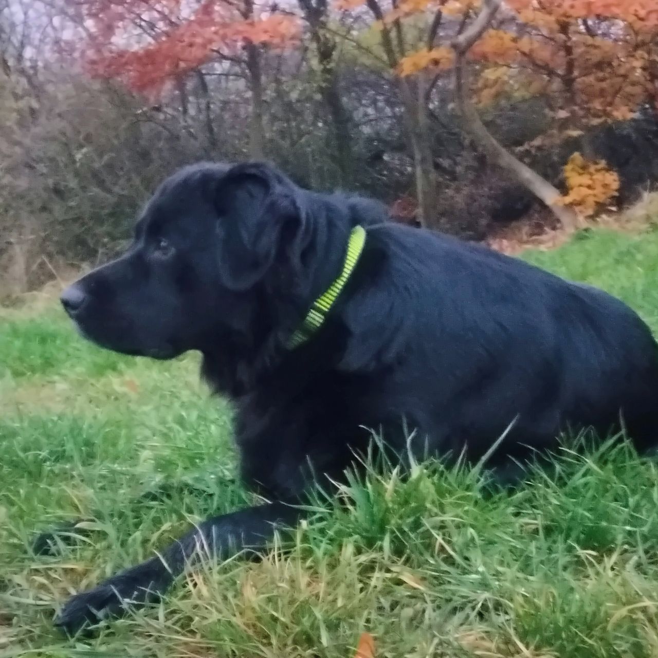 Soutěžní fotografie - Bax,  Labradorský retriever