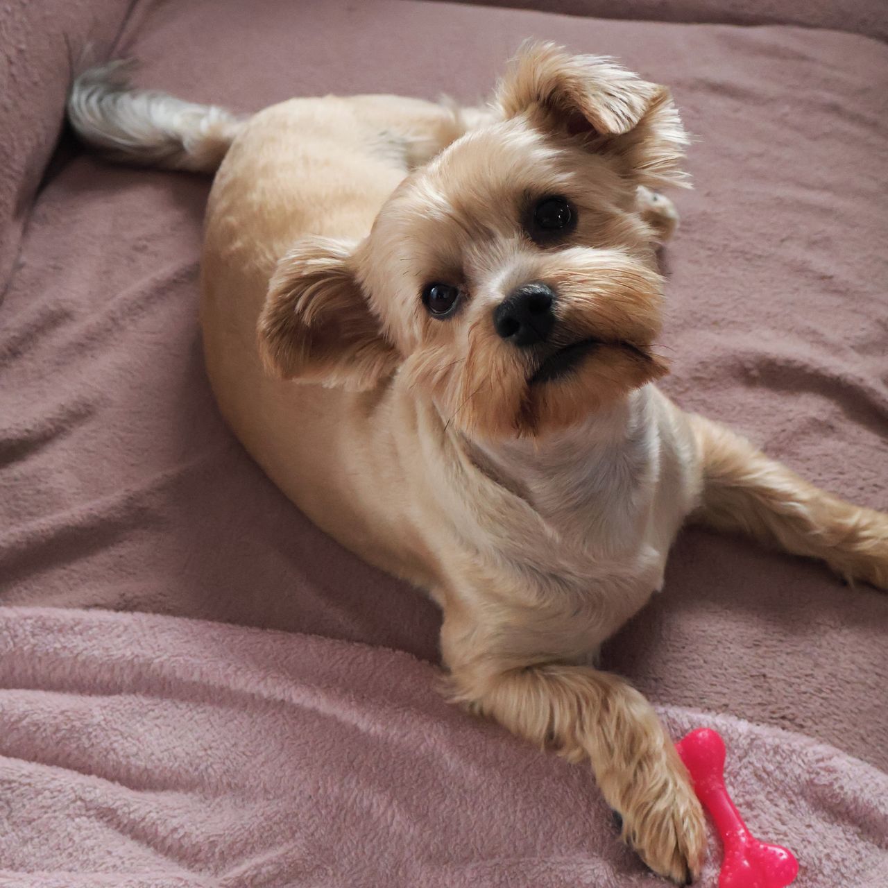 Soutěžní fotografie - Coffee,  Yorkšírský terier