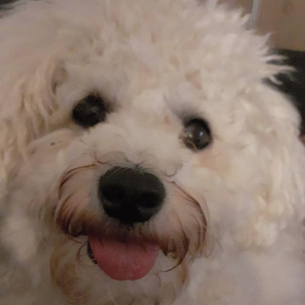 Soutěžní fotografie - Lolinka,  Bišonek