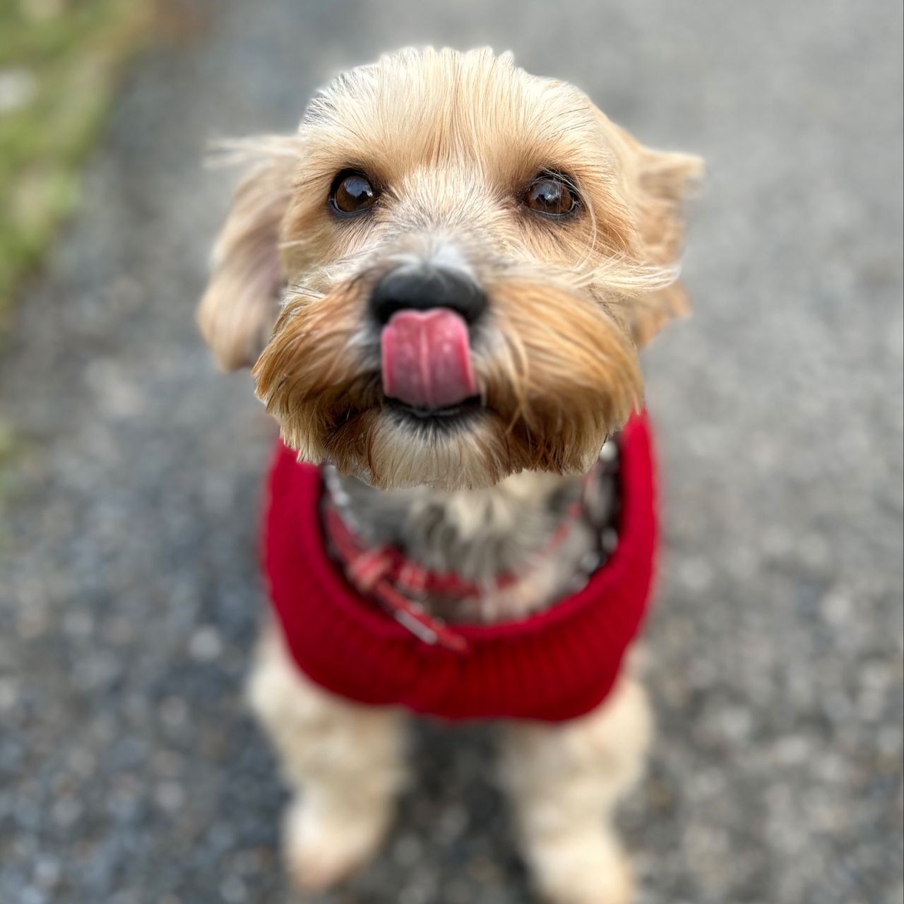Soutěžní fotografie - Sandy,  Yorkšírský terier