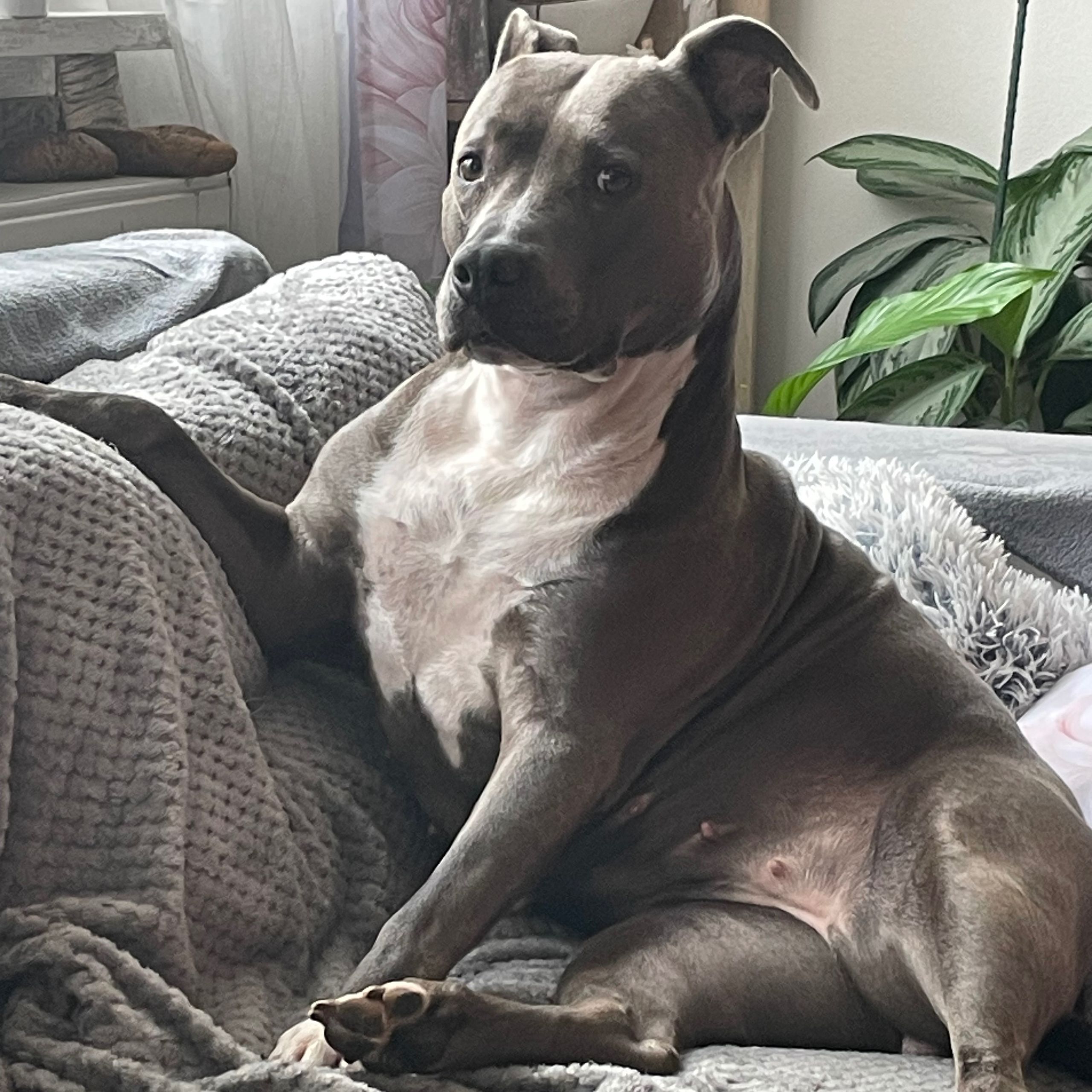 Soutěžní fotografie - Bella,  Americký stafordširský terier