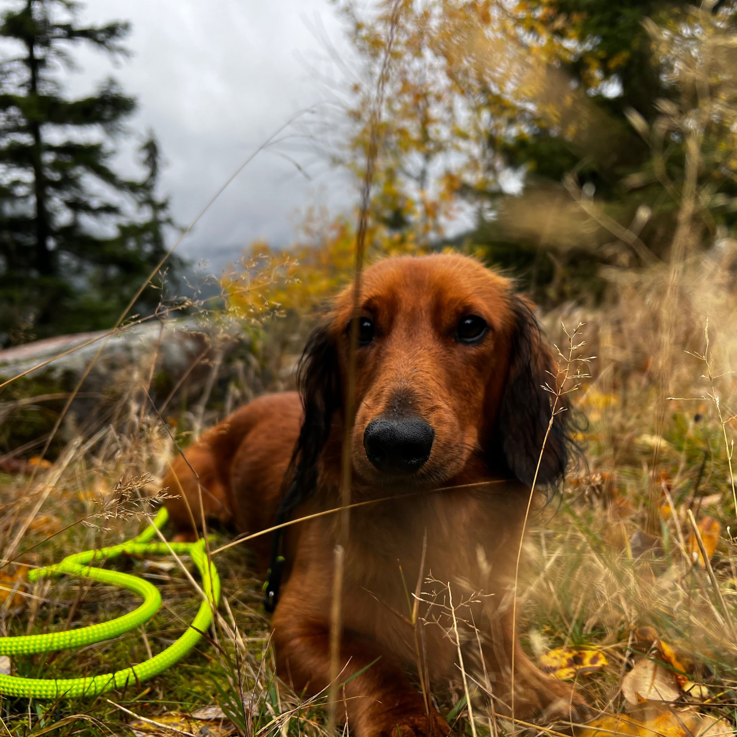 Soutěžní fotografie - Timmy,  Ostatní