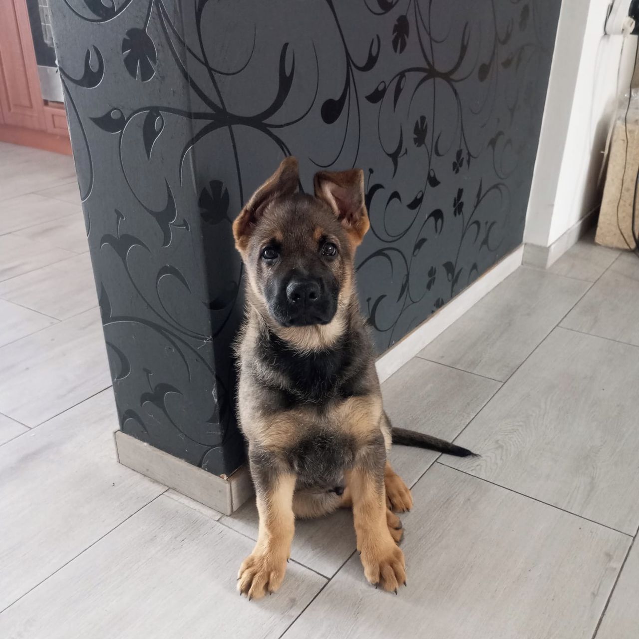 Soutěžní fotografie - Brit,  Německý ovčák