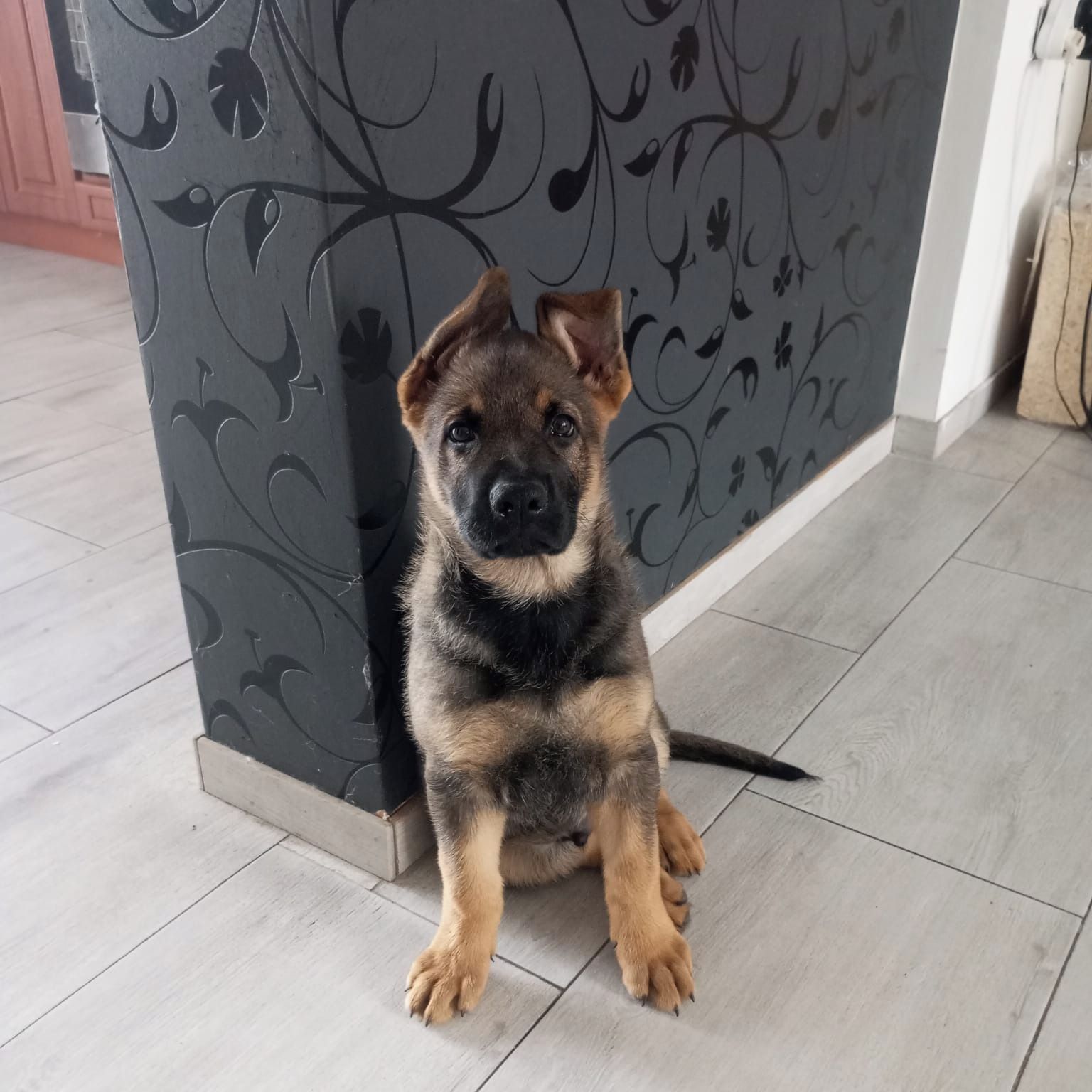 Soutěžní fotografie - Brit,  Německý ovčák