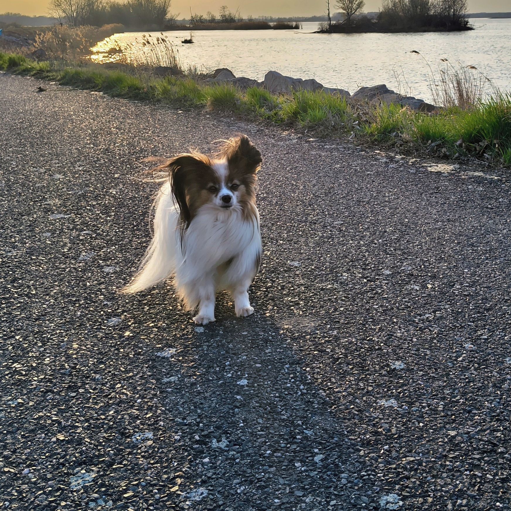 Soutěžní fotografie - Eďík,  Papillon