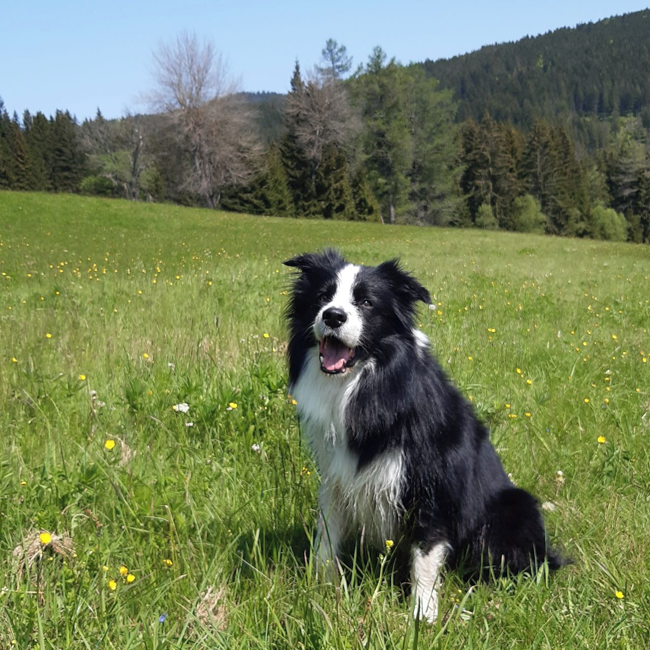 Soutěžní fotografie - Ned Stark,  Border kolie