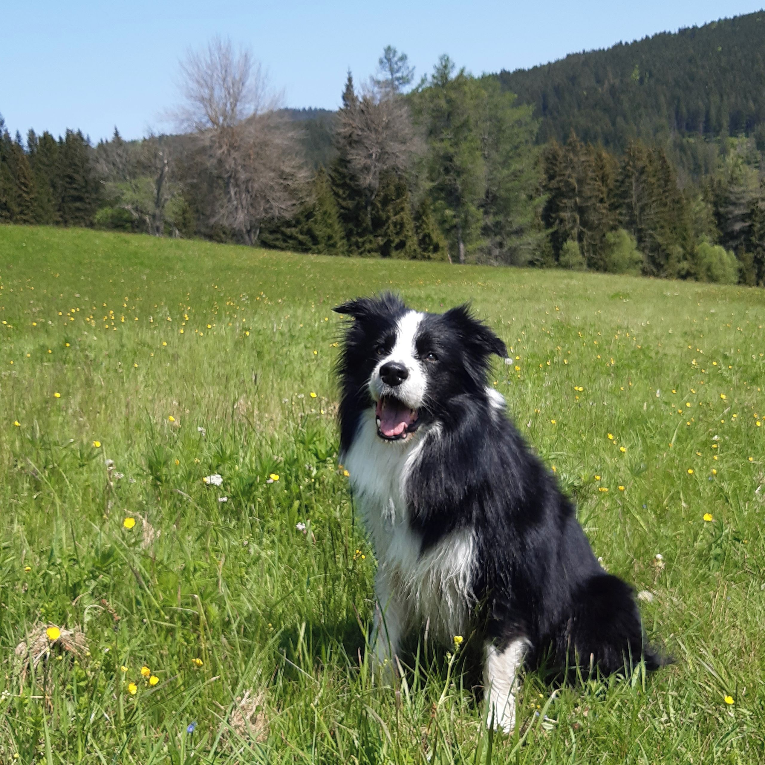 Soutěžní fotografie - Ned Stark,  Border kolie