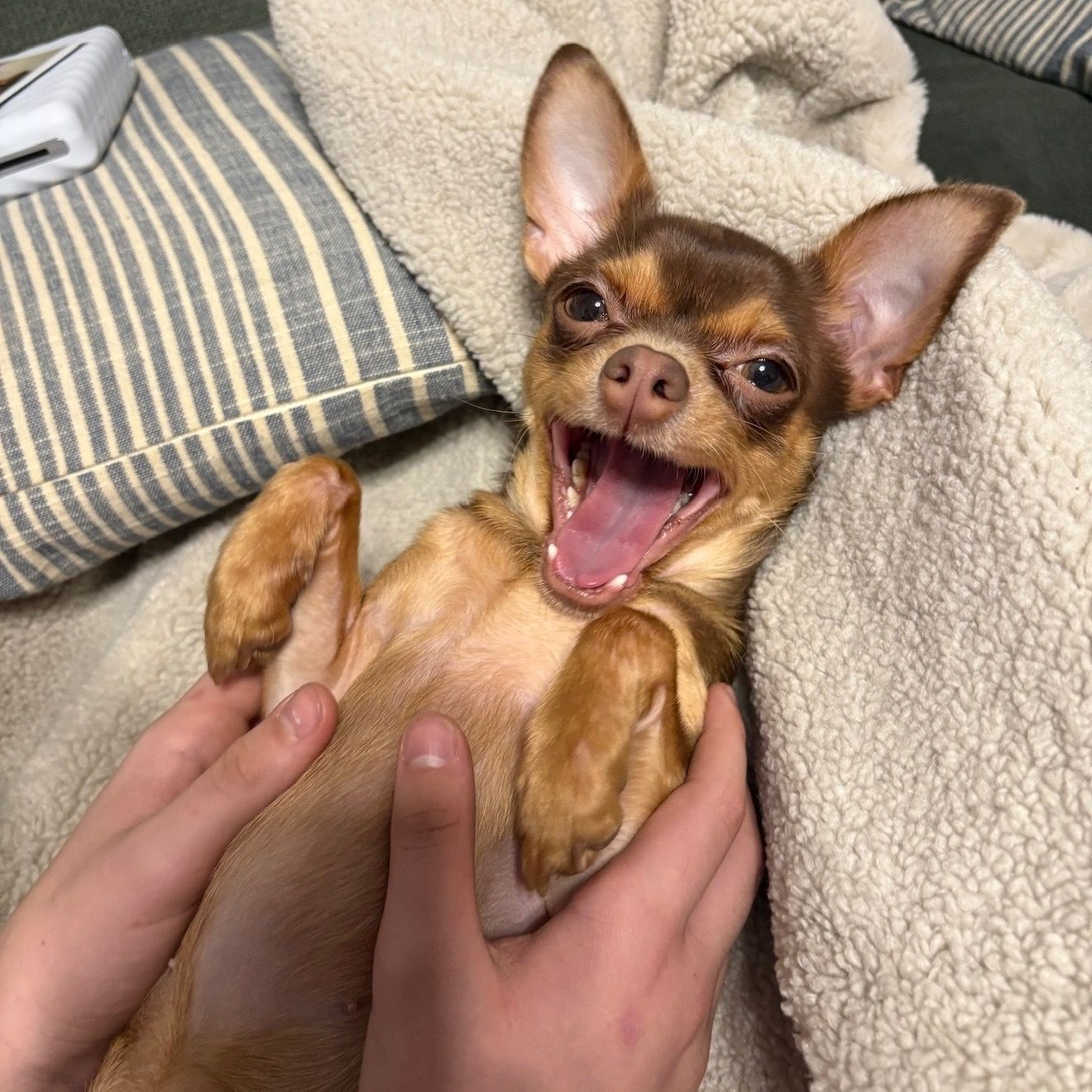 Soutěžní fotografie - Sisi,  Pražský krysařík