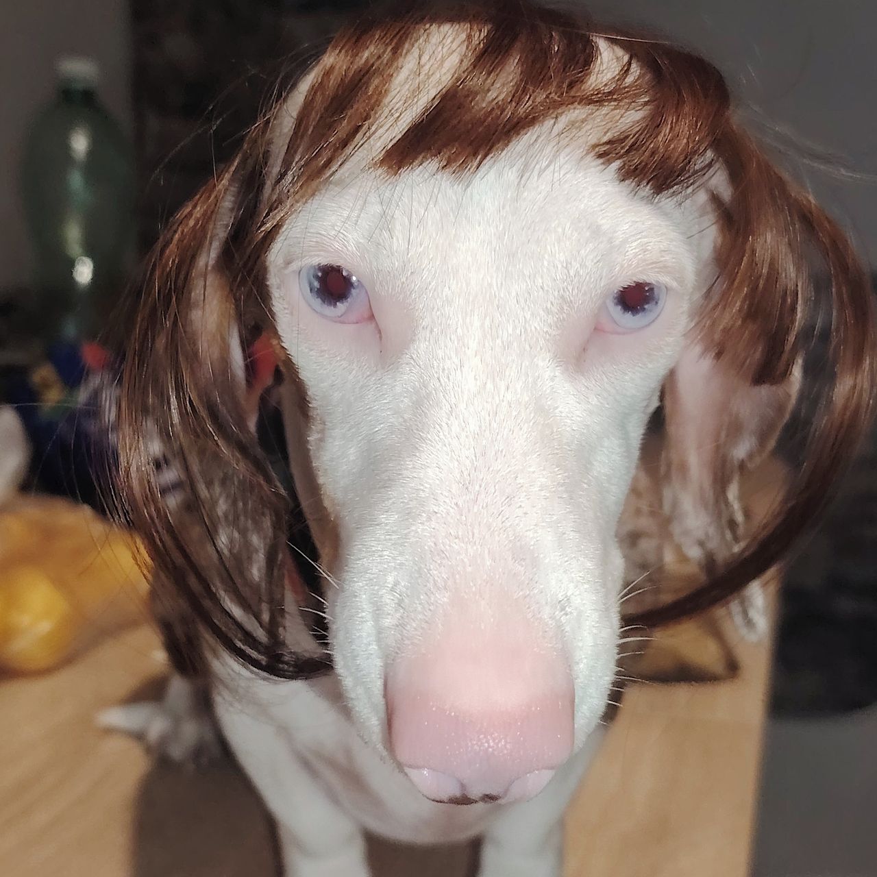 Soutěžní fotografie - Annabelle,  Jezevčík