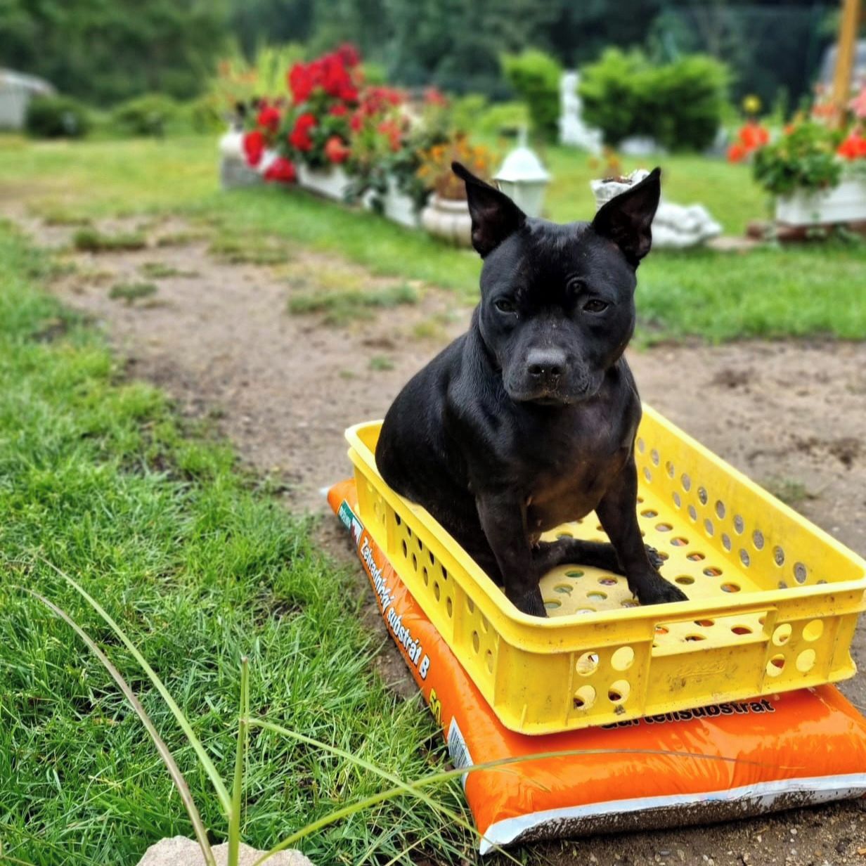 Soutěžní fotografie - Mercedes,  Stafordšírský bullterier