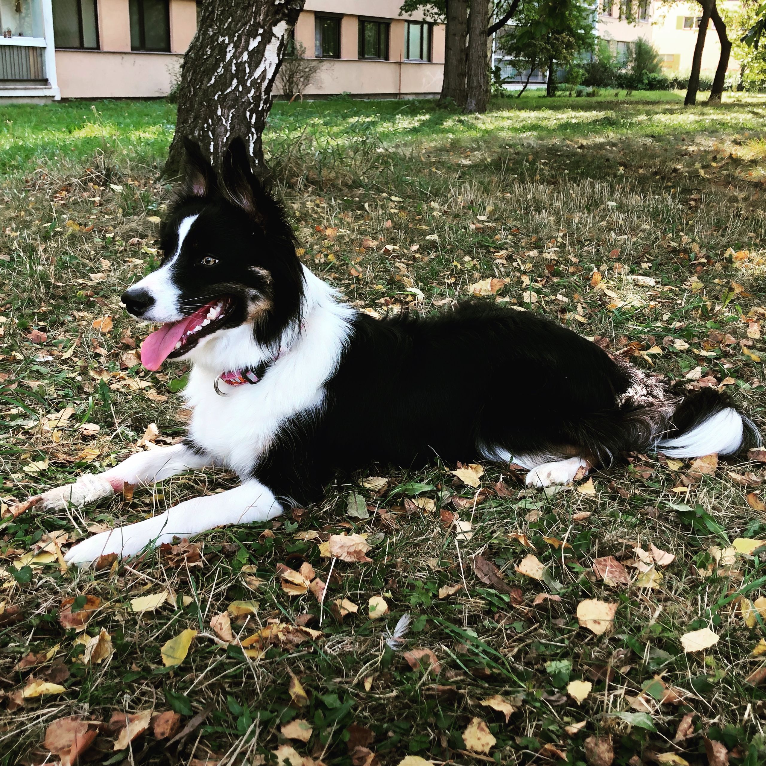 Soutěžní fotografie - Sunny,  Border kolie