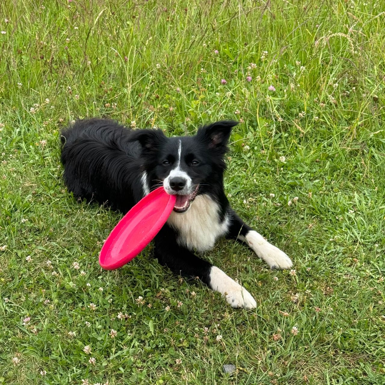 Soutěžní fotografie - Chilli,  Border kolie