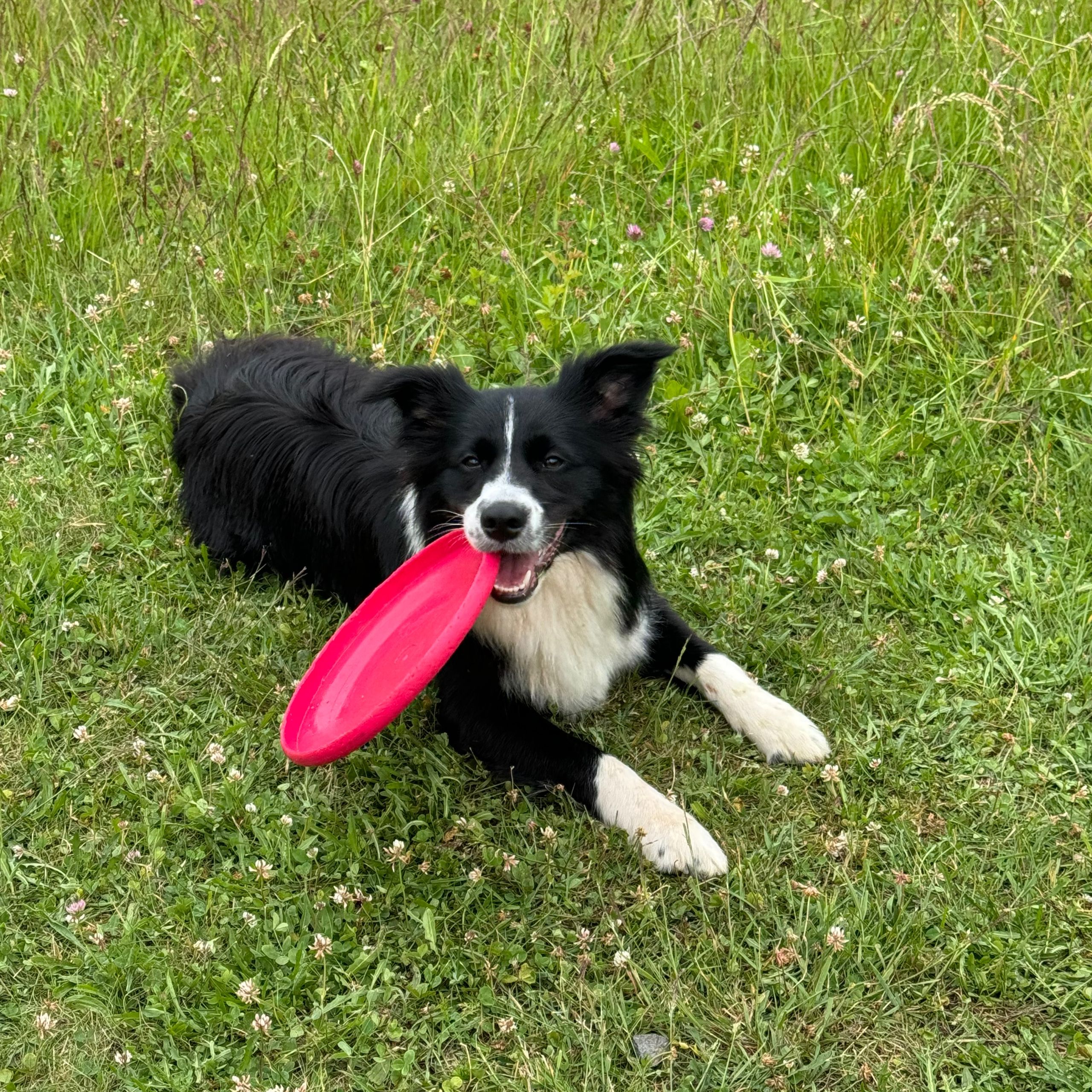 Soutěžní fotografie - Chilli,  Border kolie