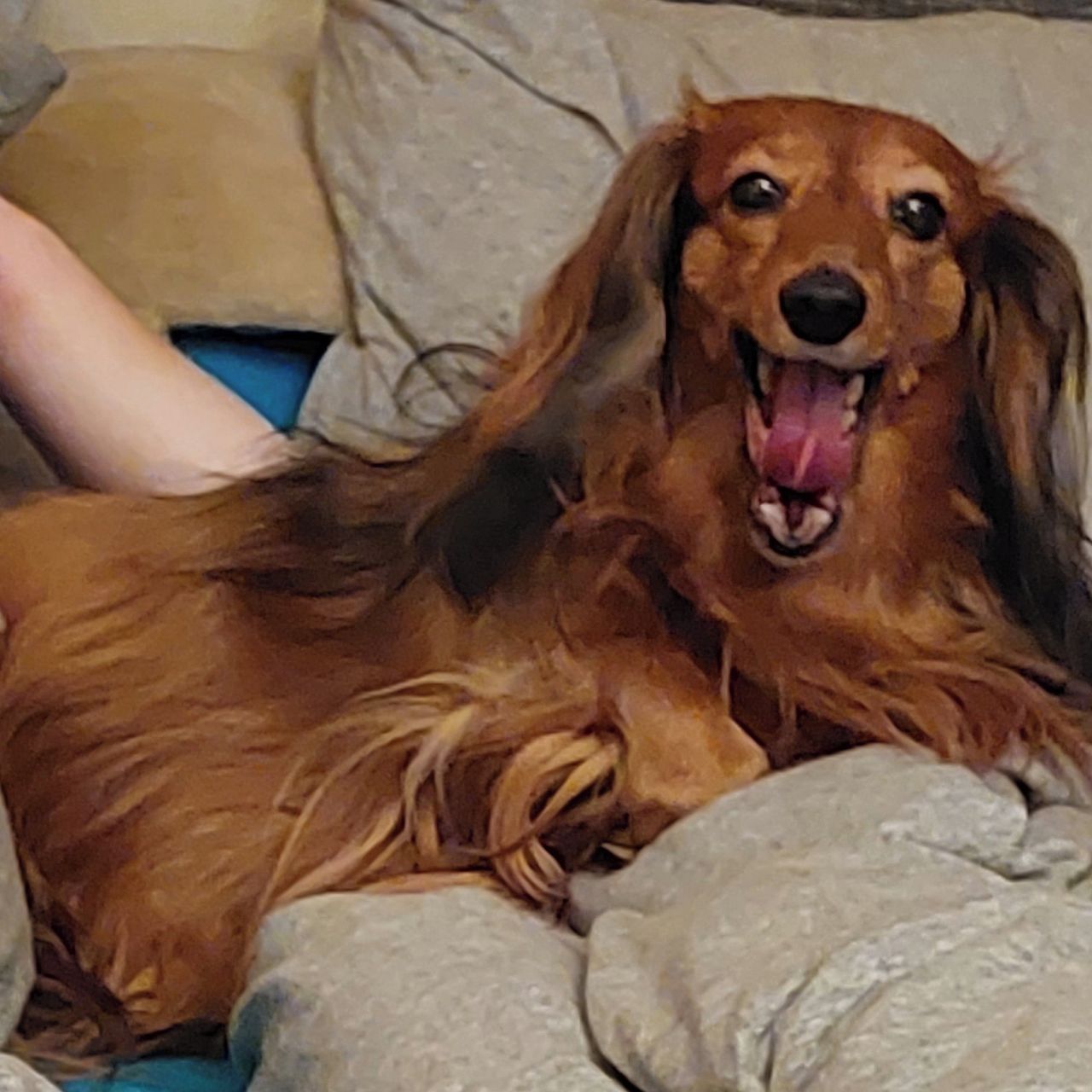 Soutěžní fotografie - Iris od Hubertovy skály,  Jezevčík